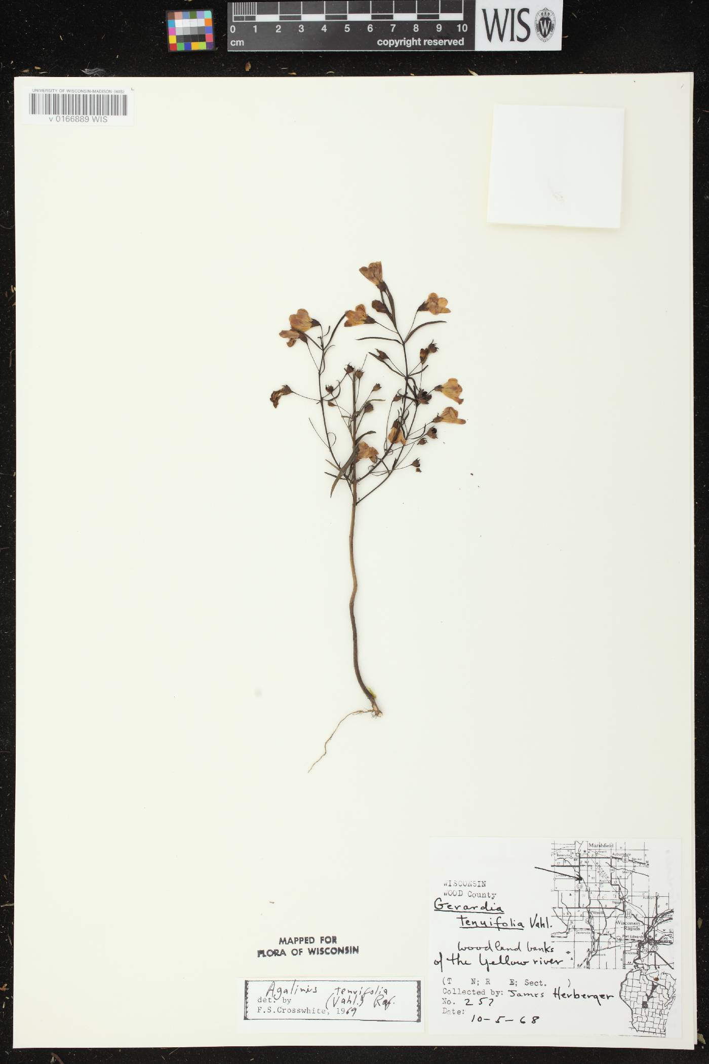 Agalinis tenuifolia image