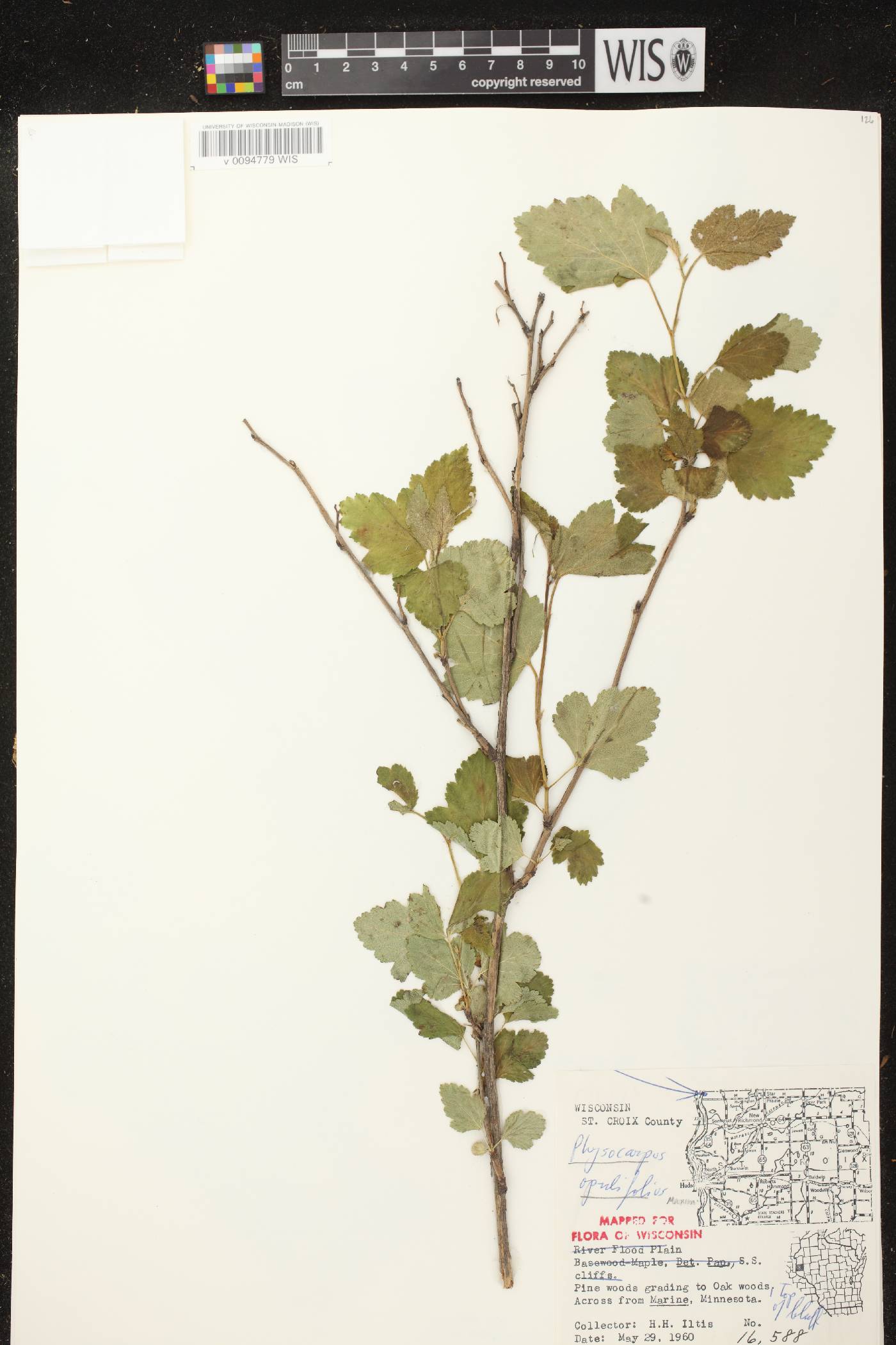 Physocarpus opulifolius image