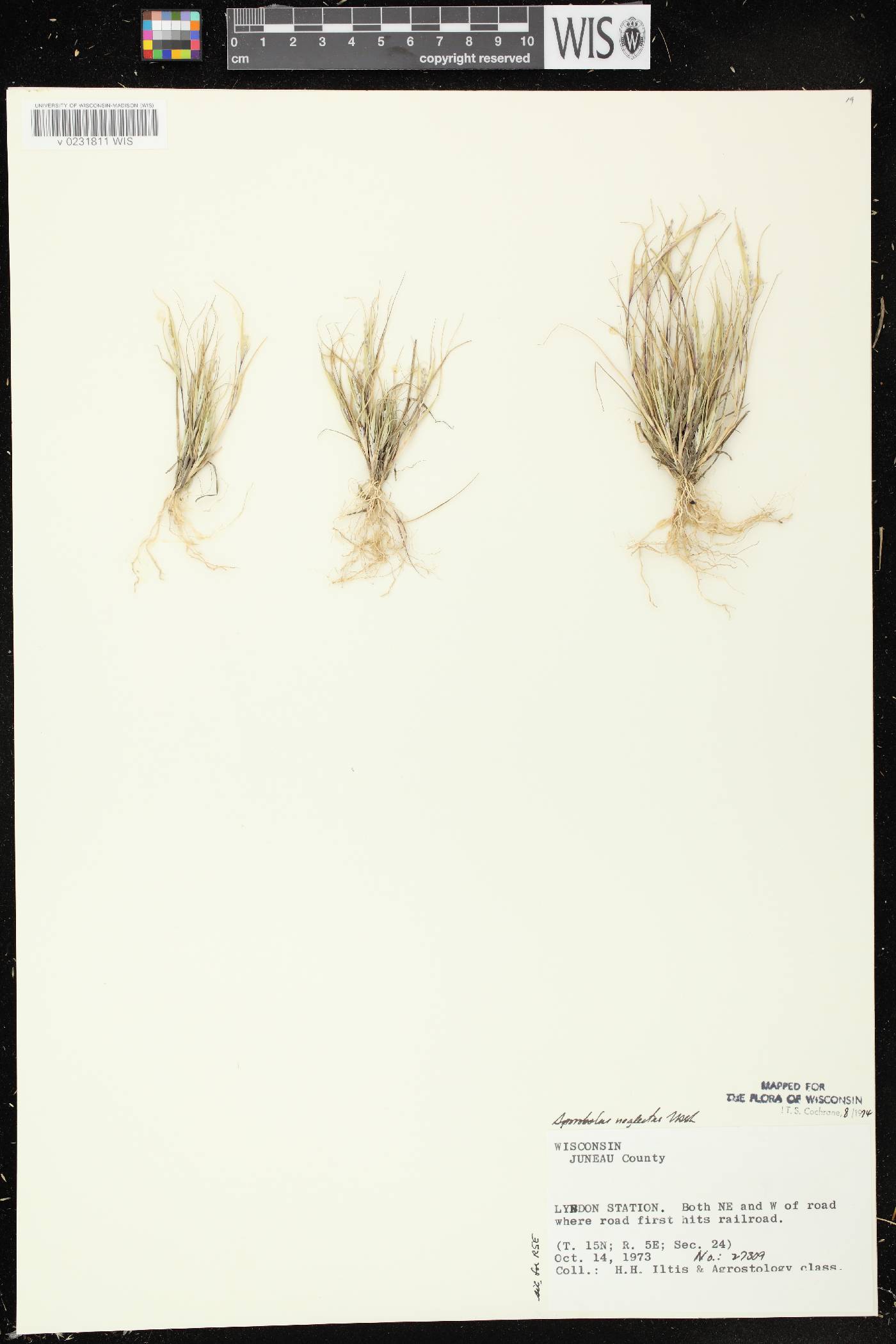 Sporobolus neglectus image
