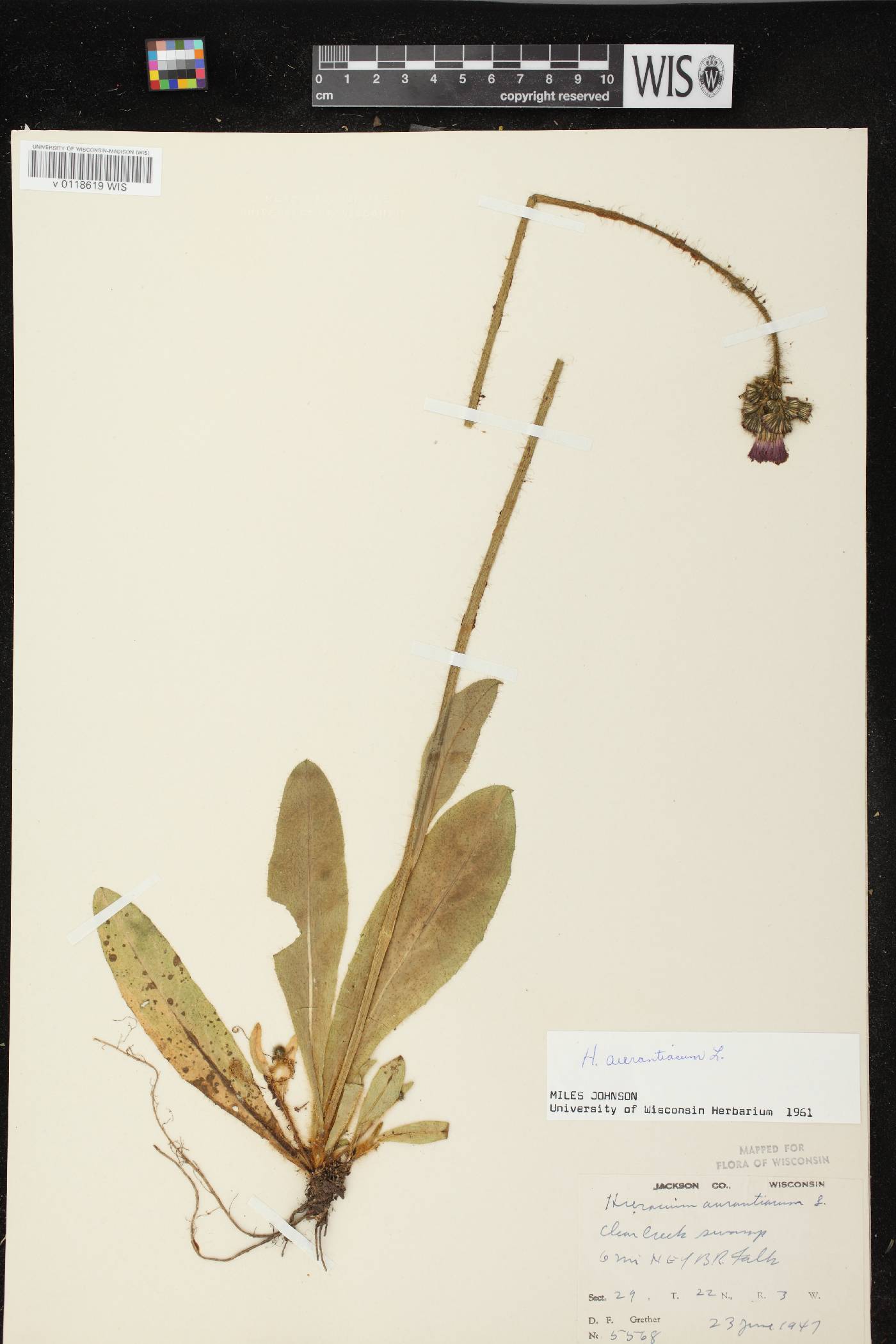 Hieracium aurantiacum image