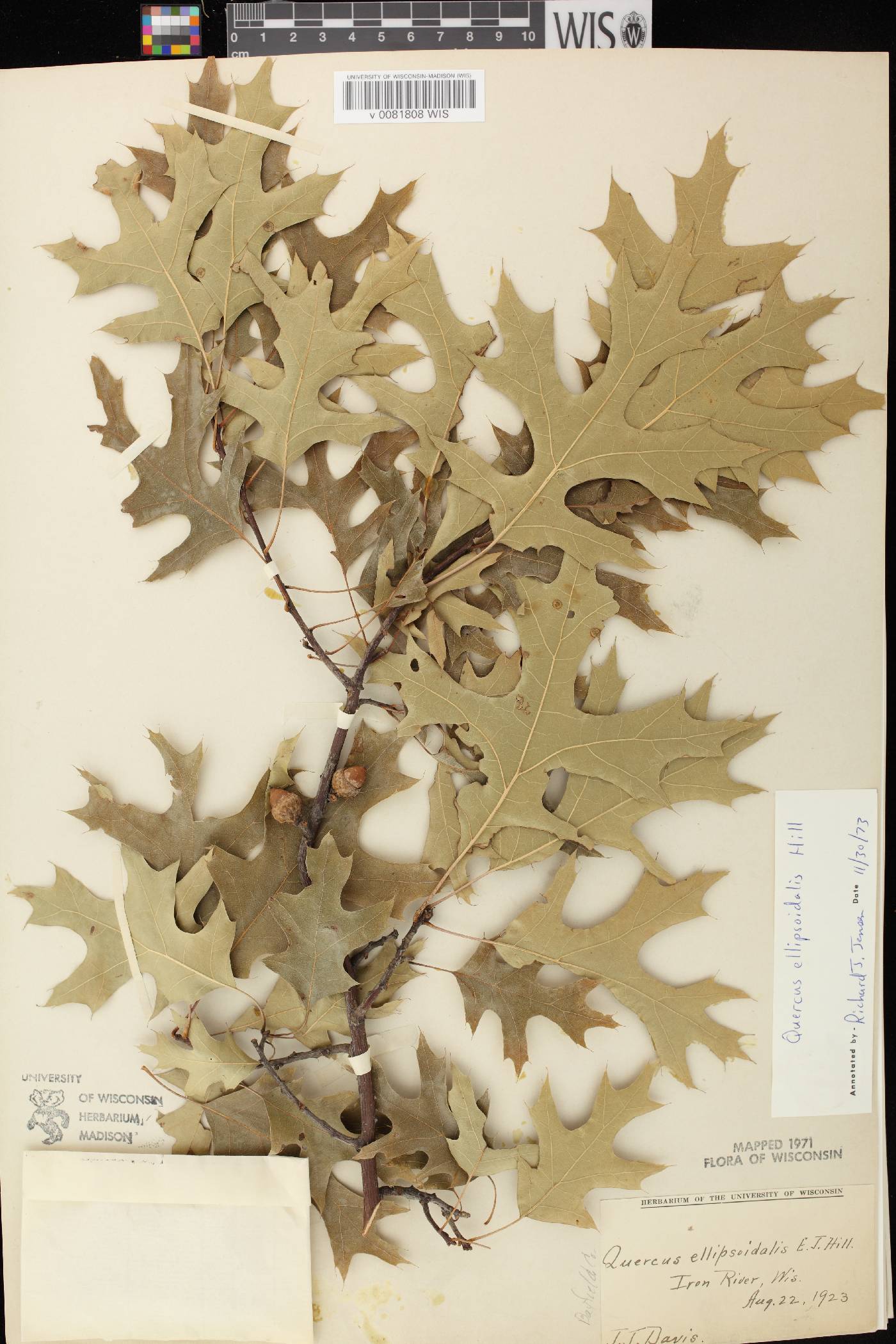 Quercus ellipsoidalis image