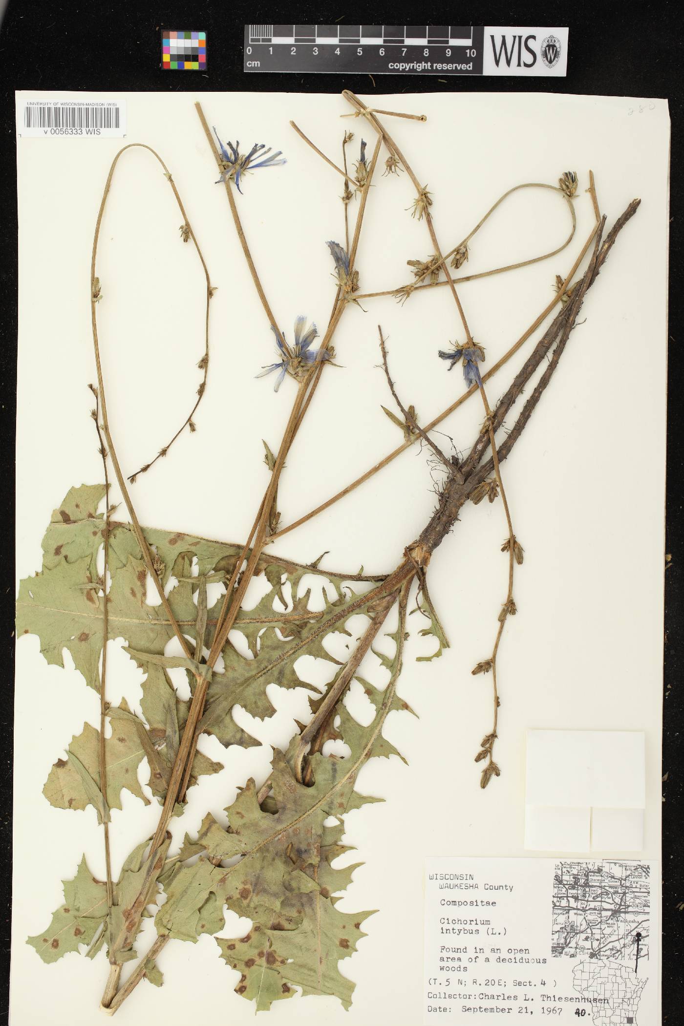Cichorium intybus image