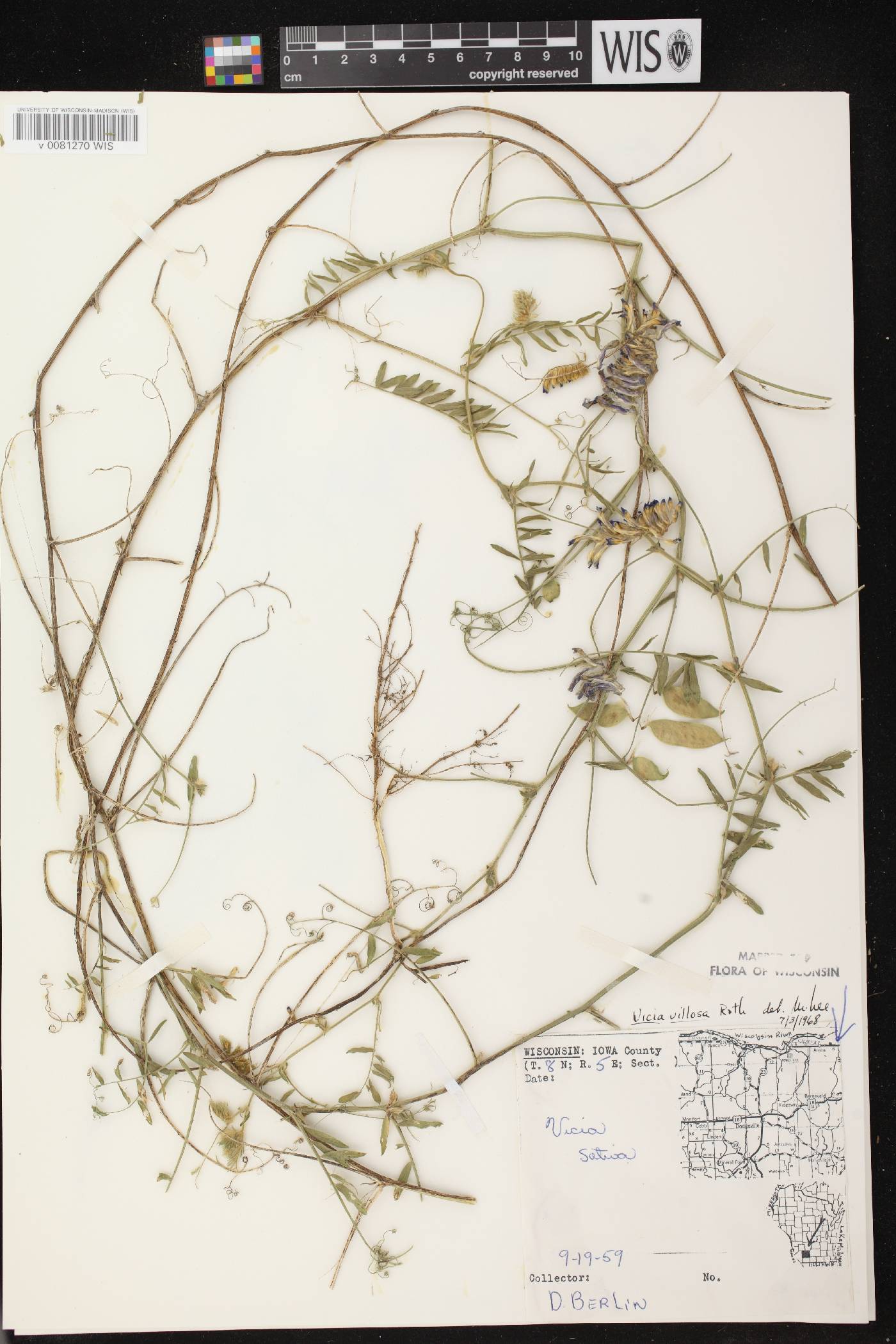 Vicia villosa image