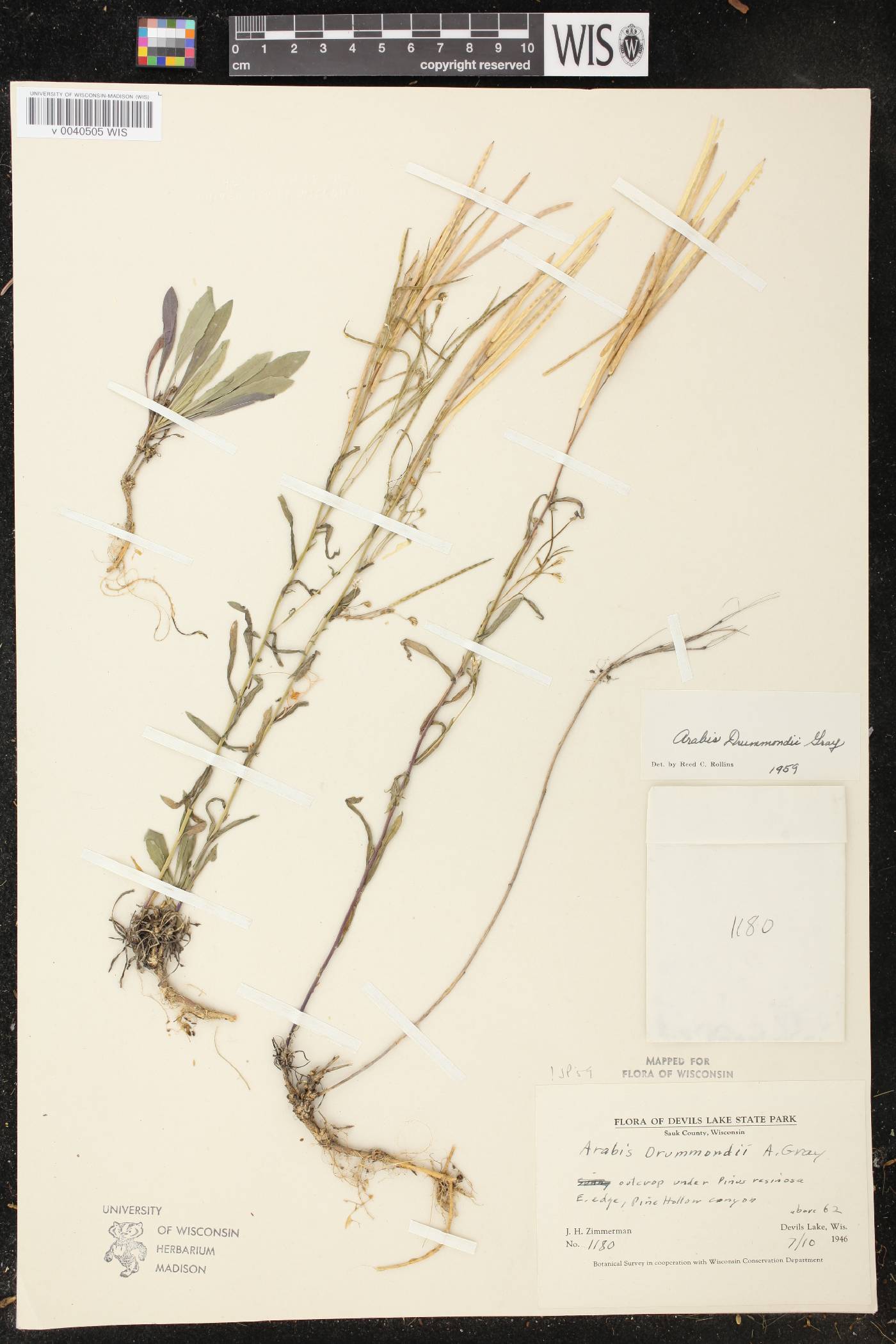 Boechera stricta image