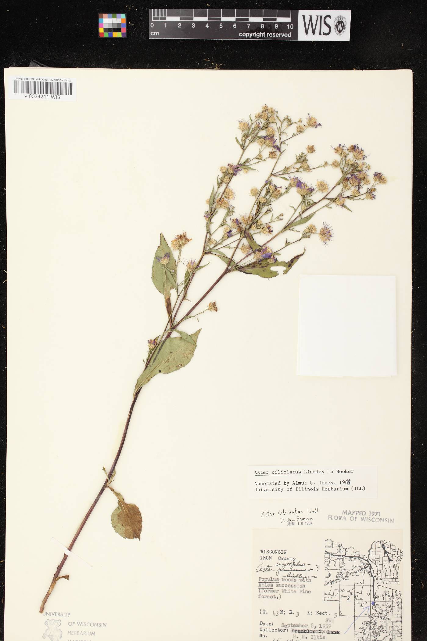 Symphyotrichum ciliolatum image