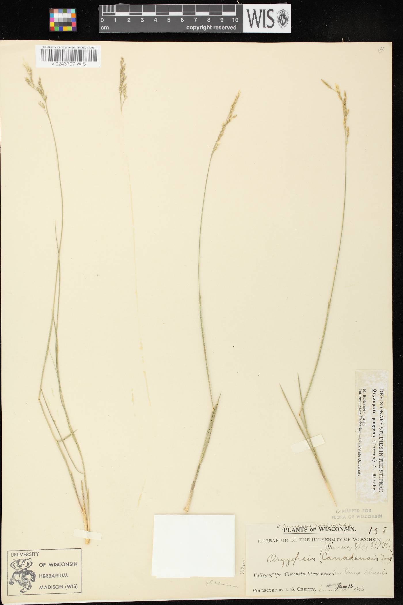 Piptatheropsis pungens image