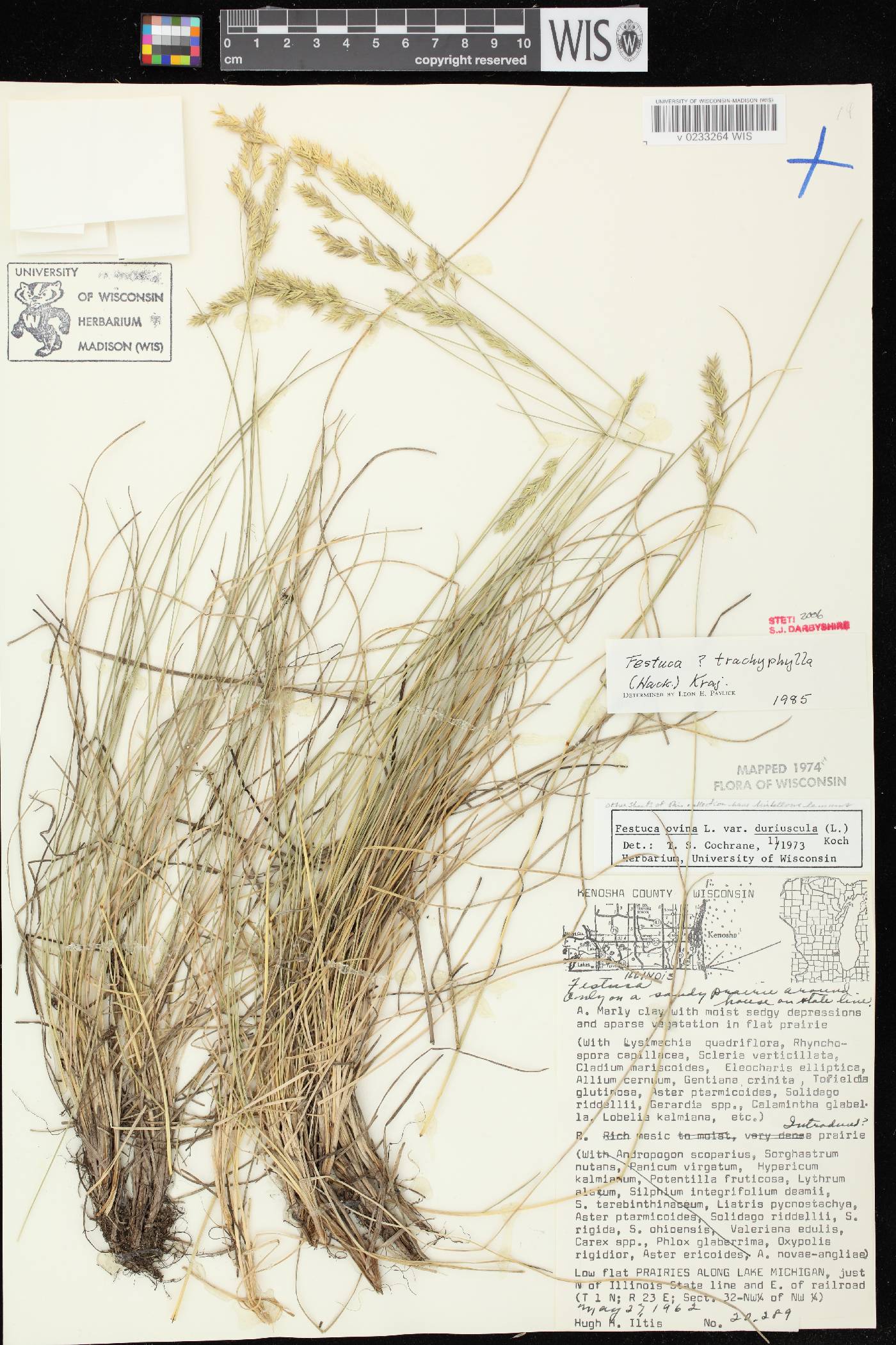 Festuca trachyphylla image