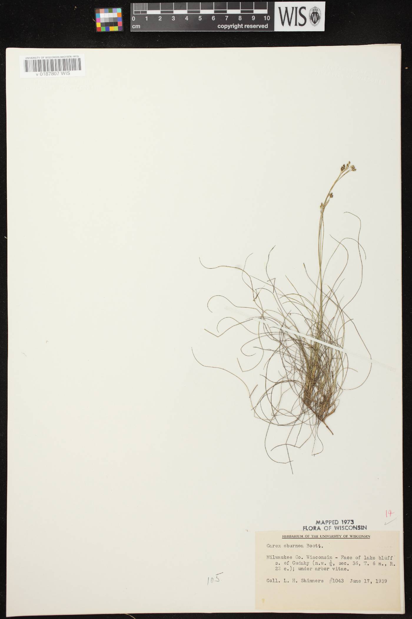 Carex eburnea image