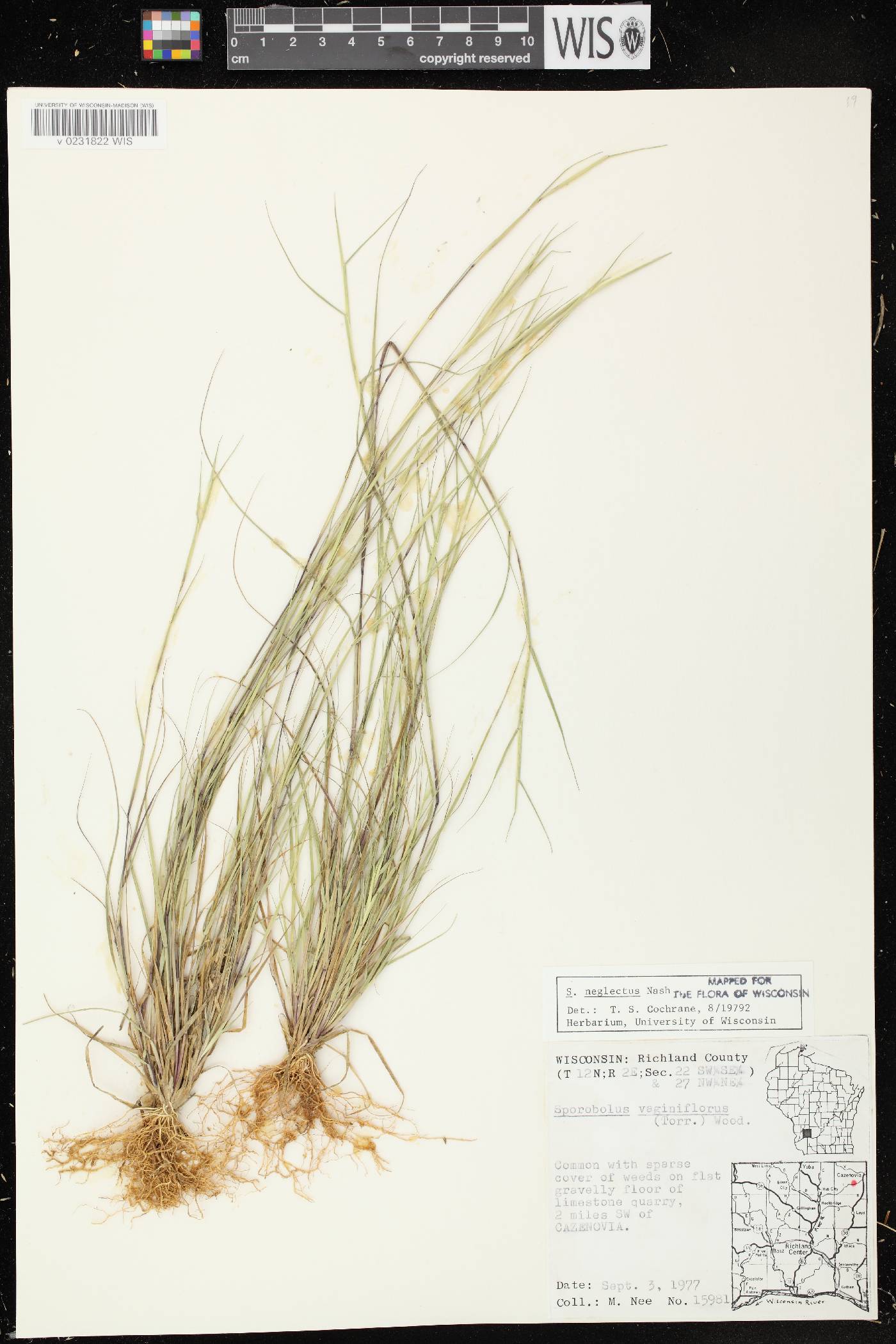 Sporobolus neglectus image