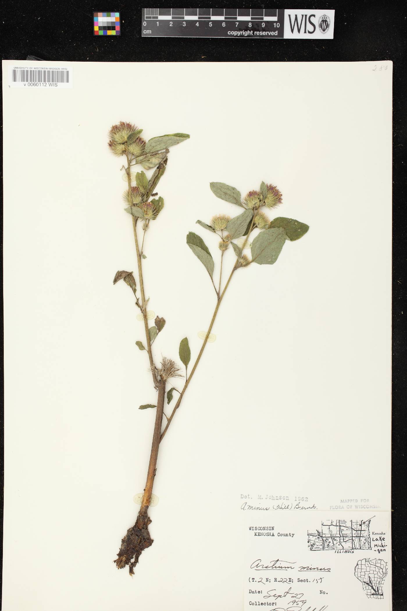 Arctium minus image