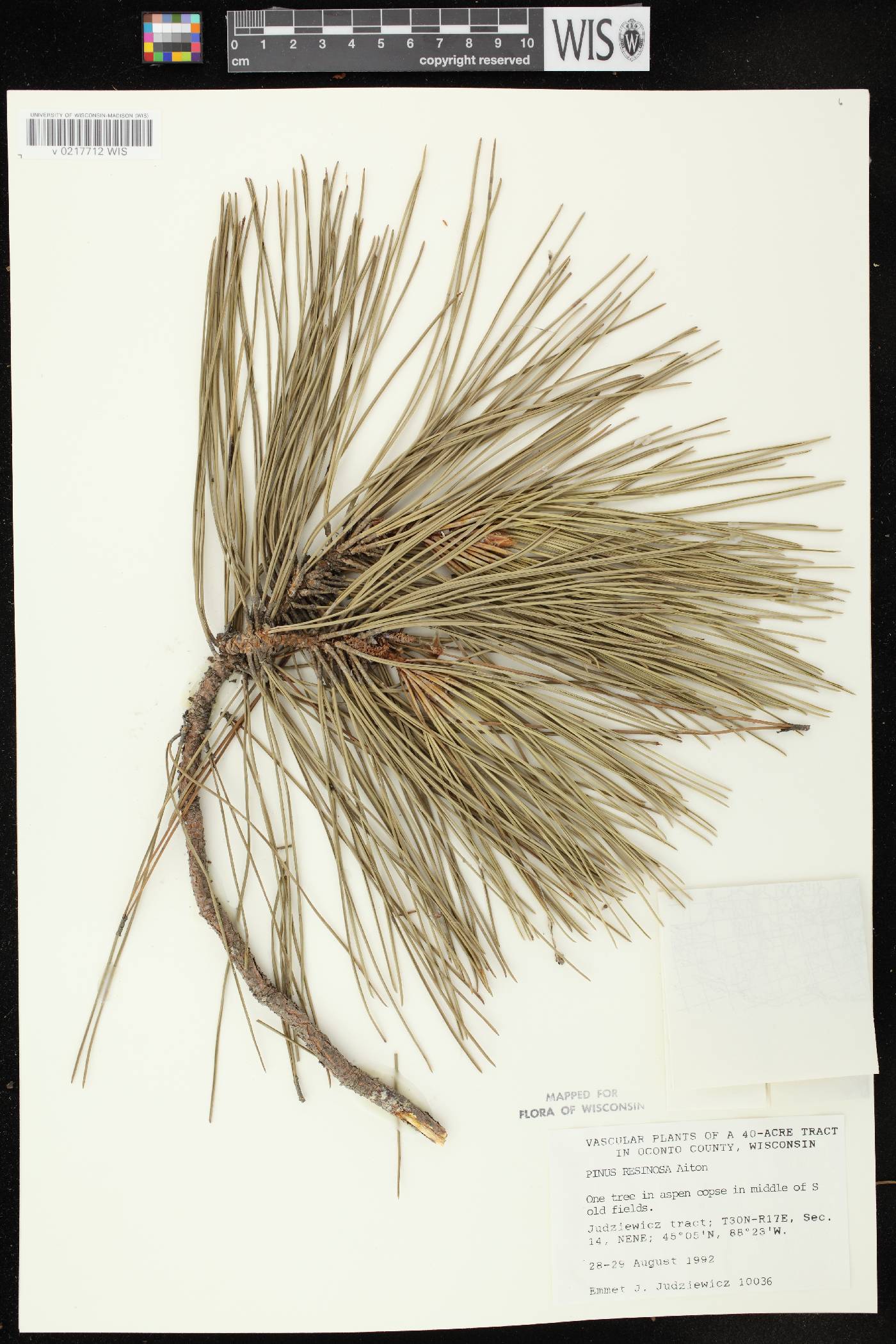 Pinus resinosa image