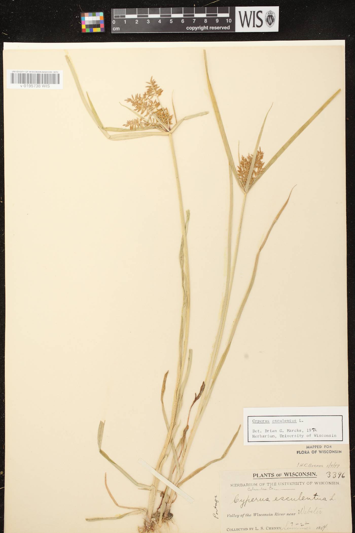 Cyperus esculentus var. leptostachyus image