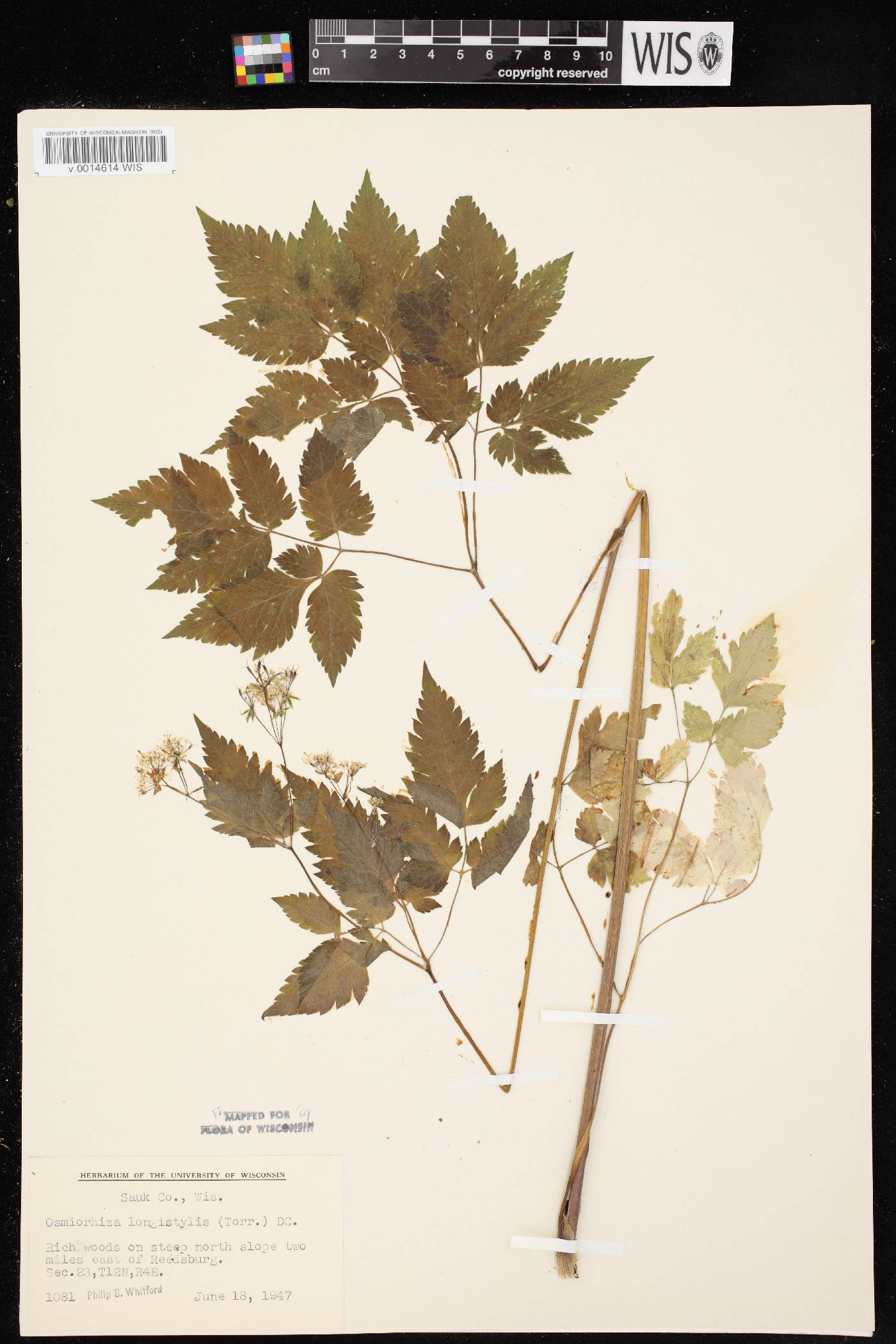 Osmorhiza longistylis image