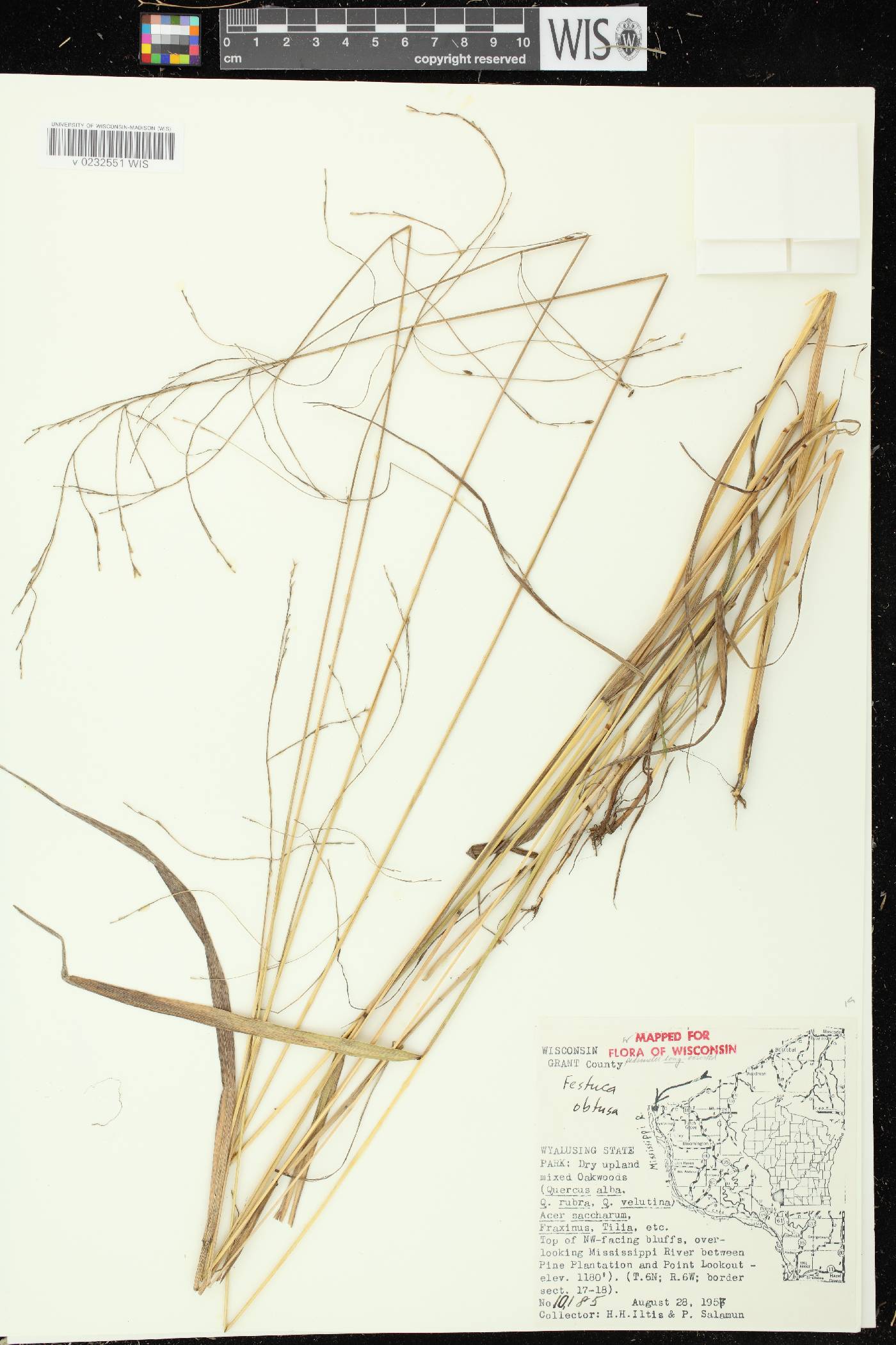 Festuca subverticillata image