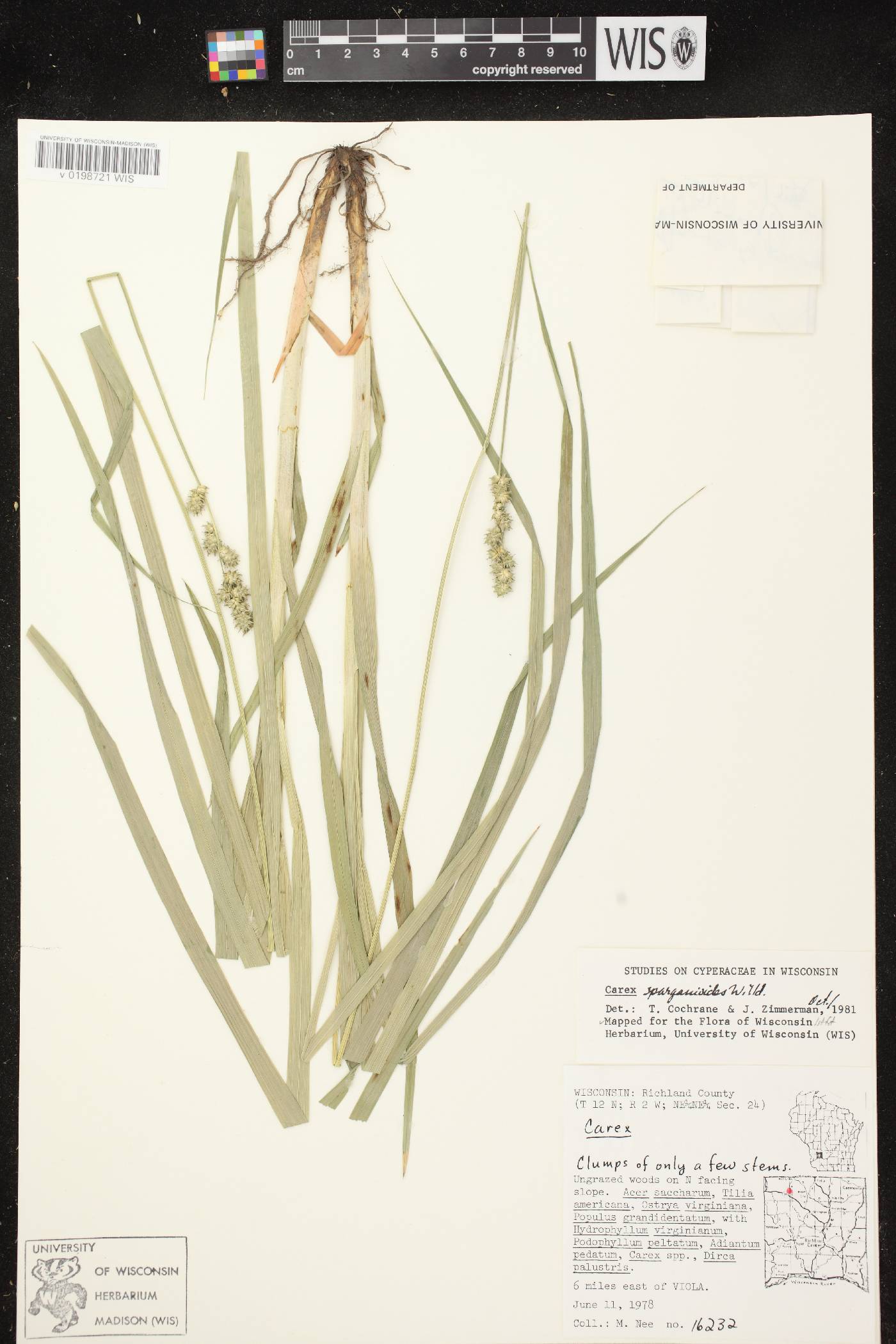Carex sparganioides image