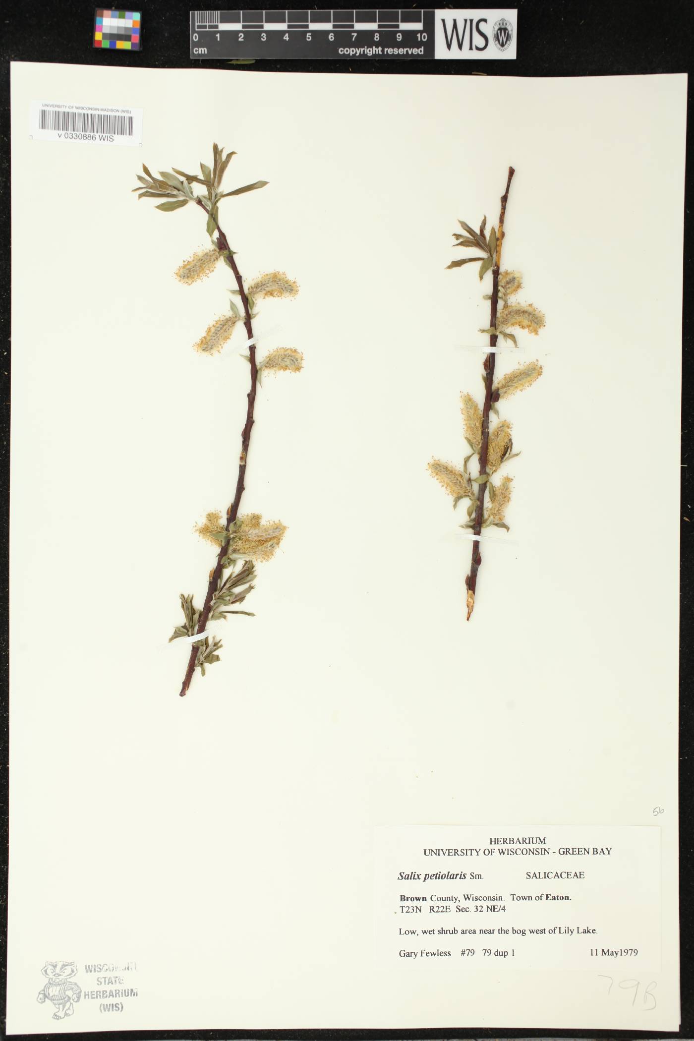 Salix petiolaris image