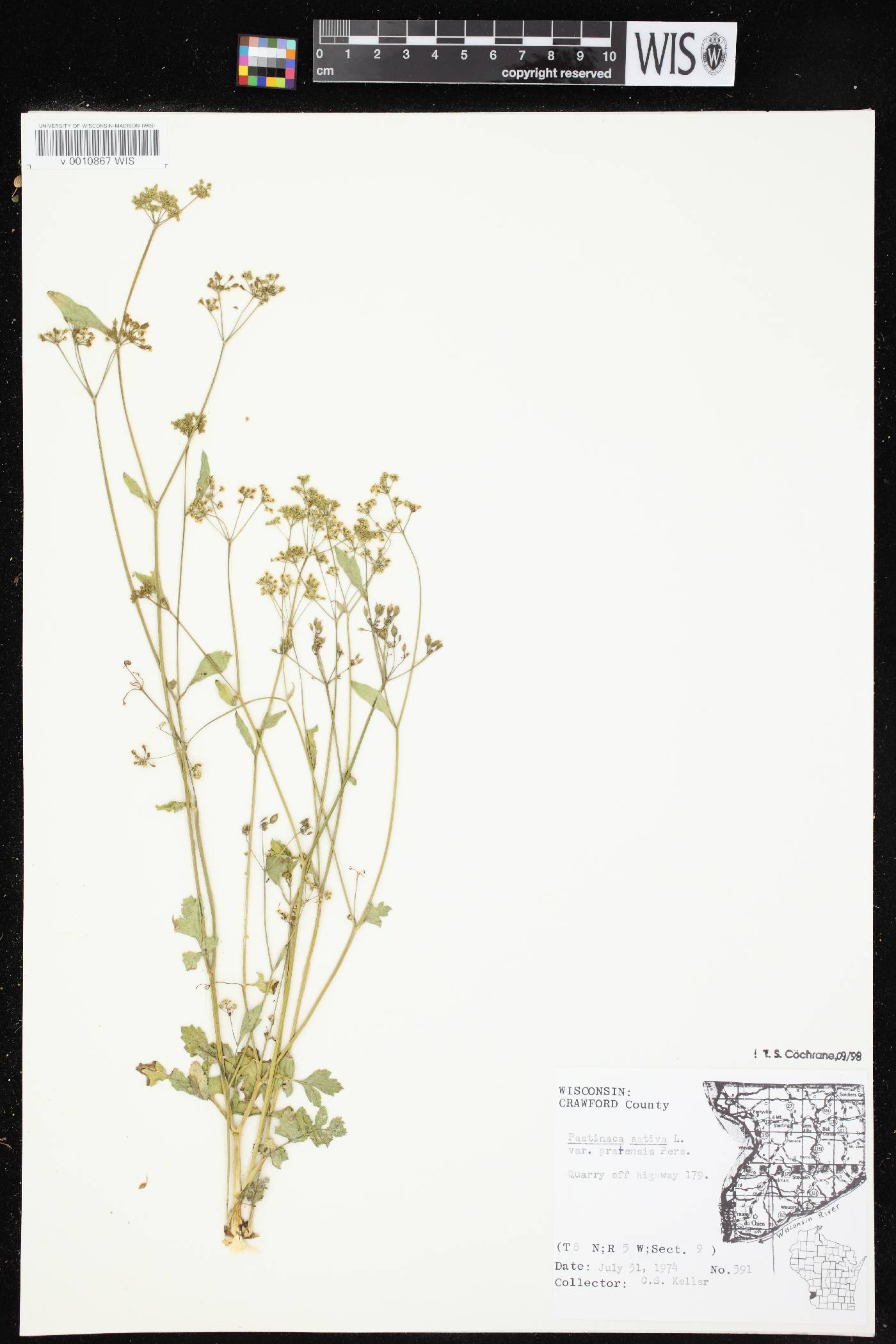 Pastinaca sativa image