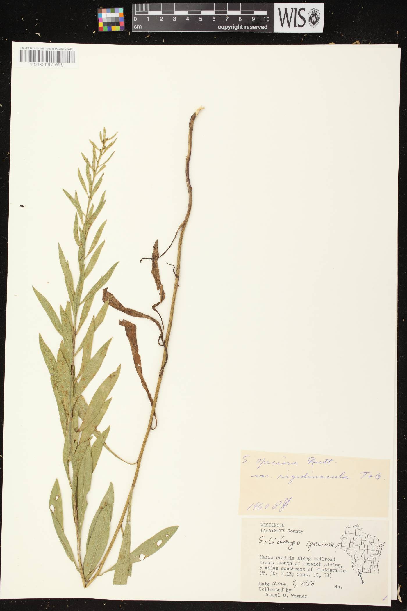Solidago speciosa subsp. speciosa var. rigidiuscula image