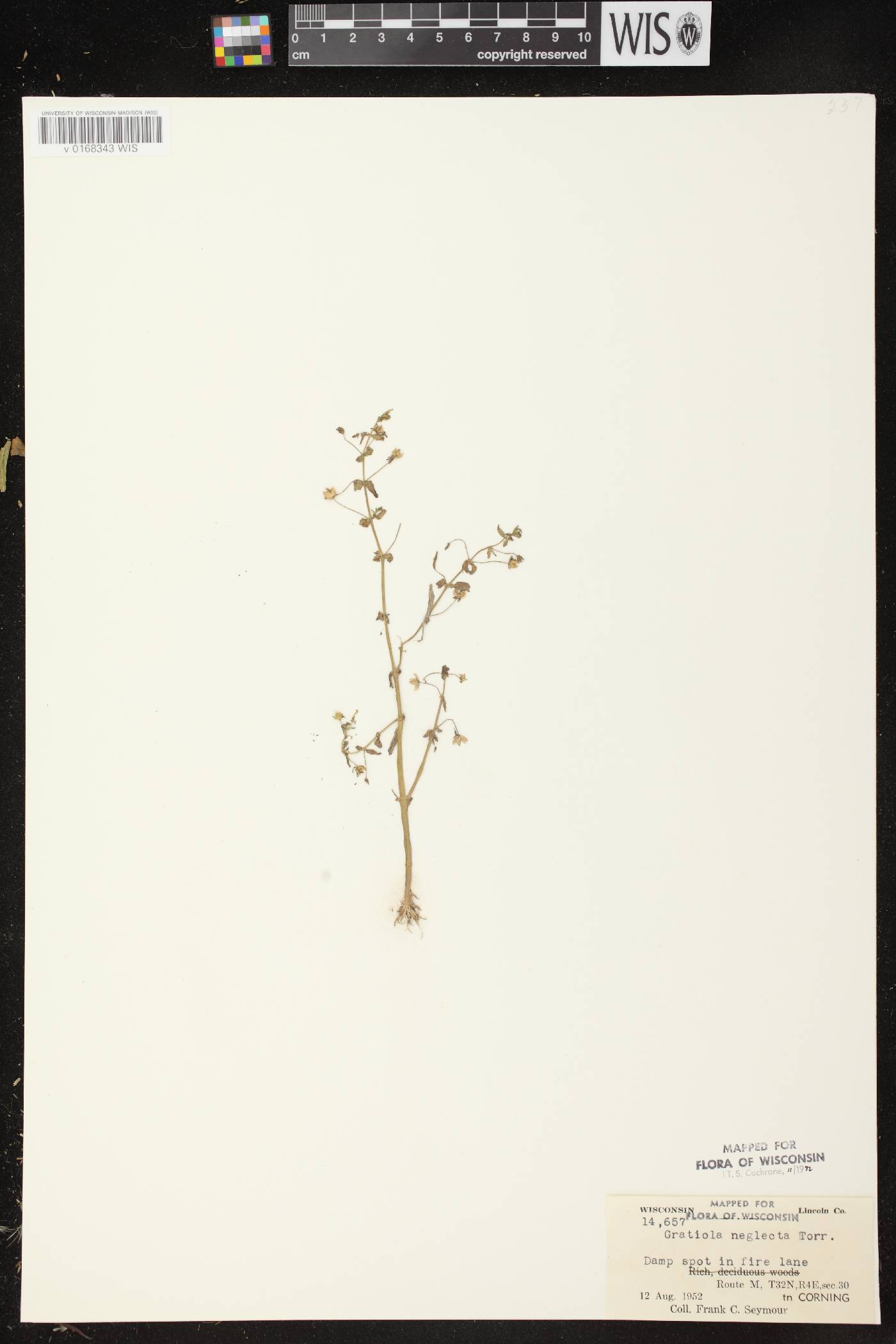 Gratiola neglecta image
