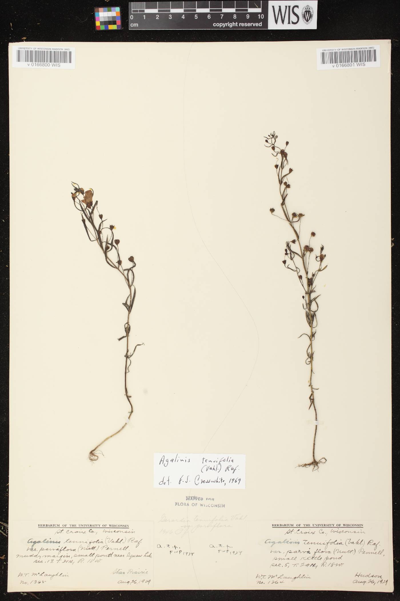 Agalinis tenuifolia image