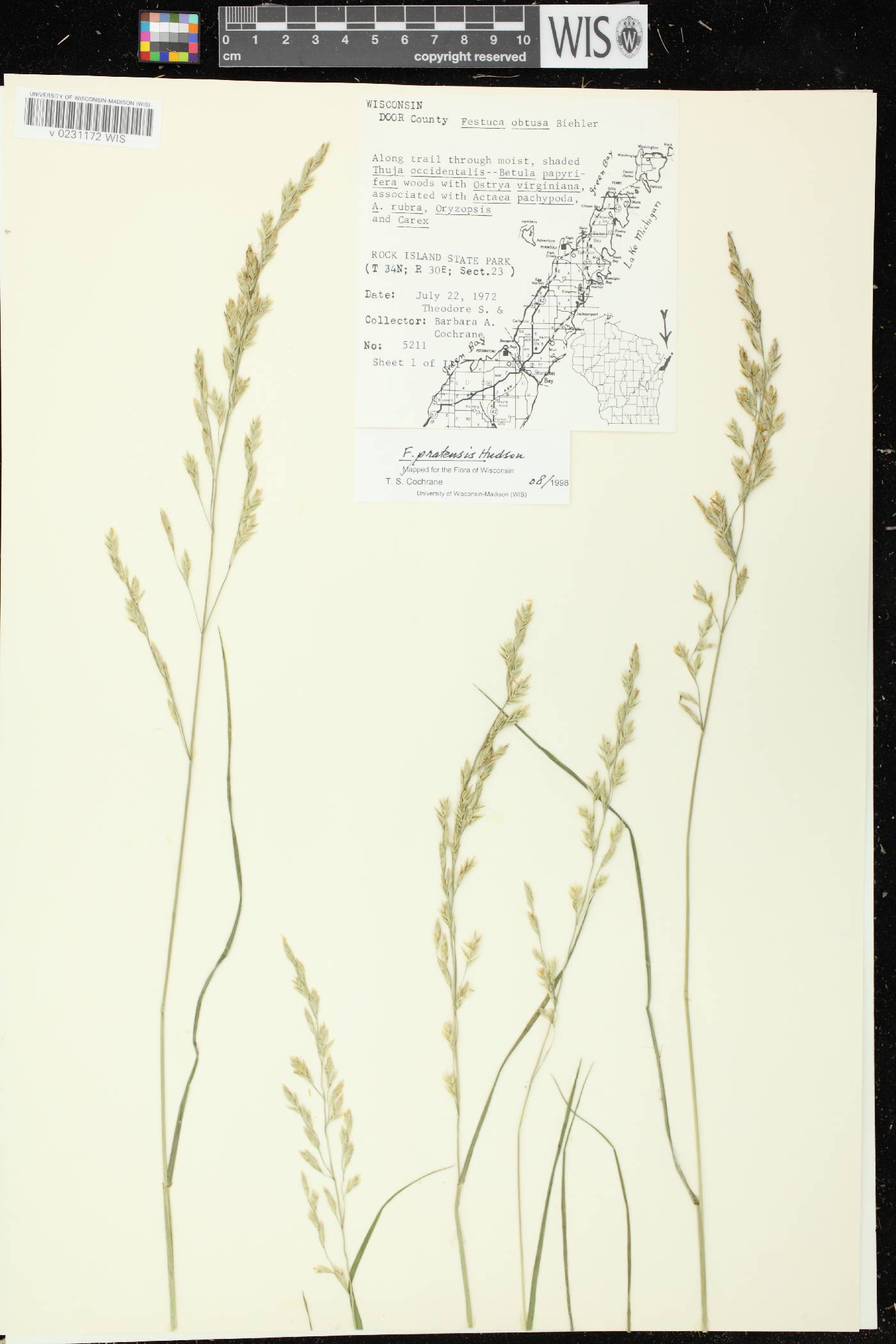 Lolium pratense image