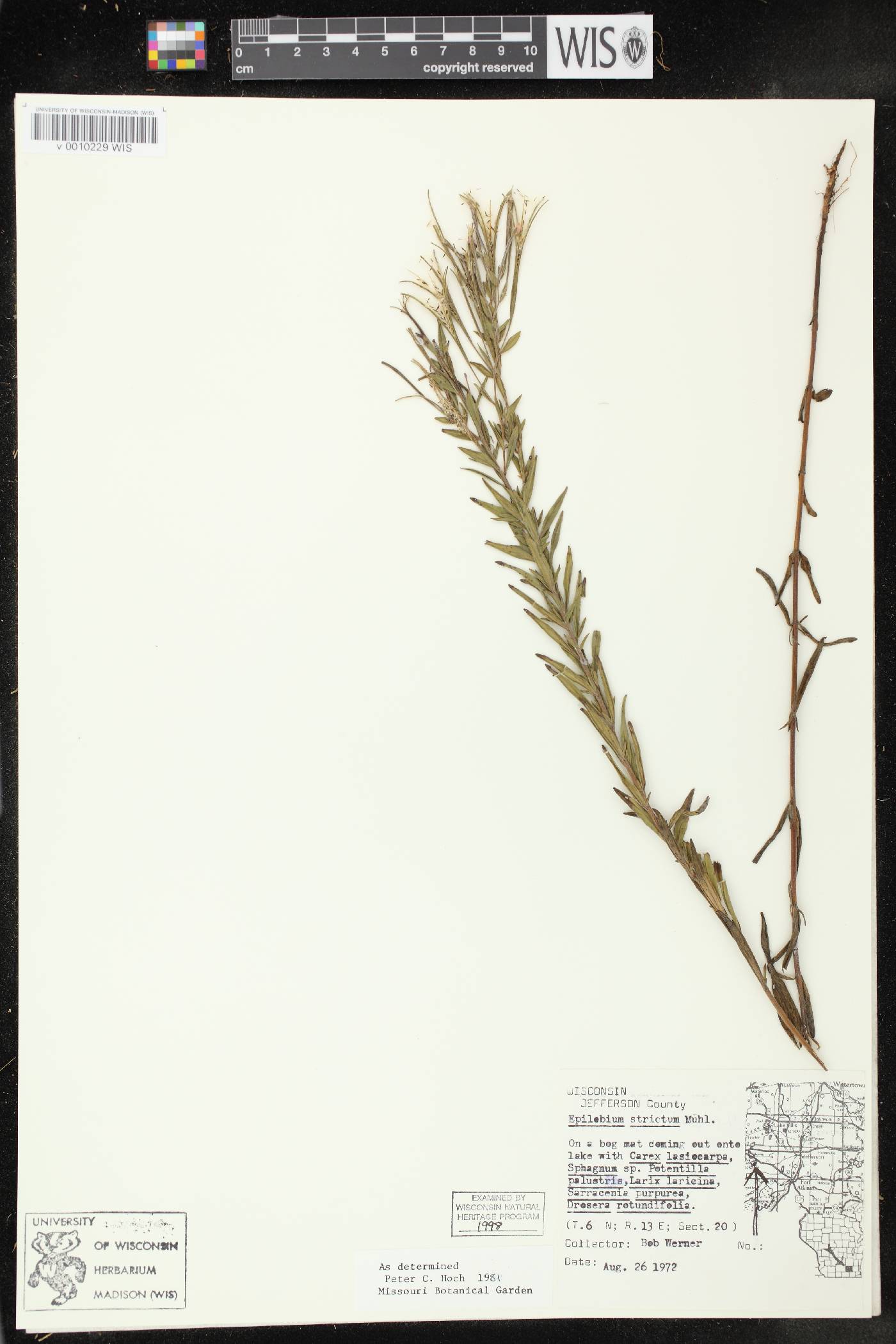 Epilobium strictum image