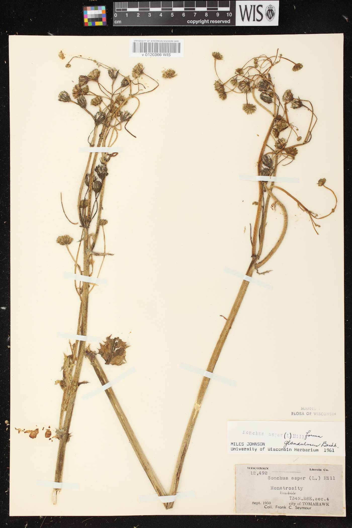 Sonchus asper image