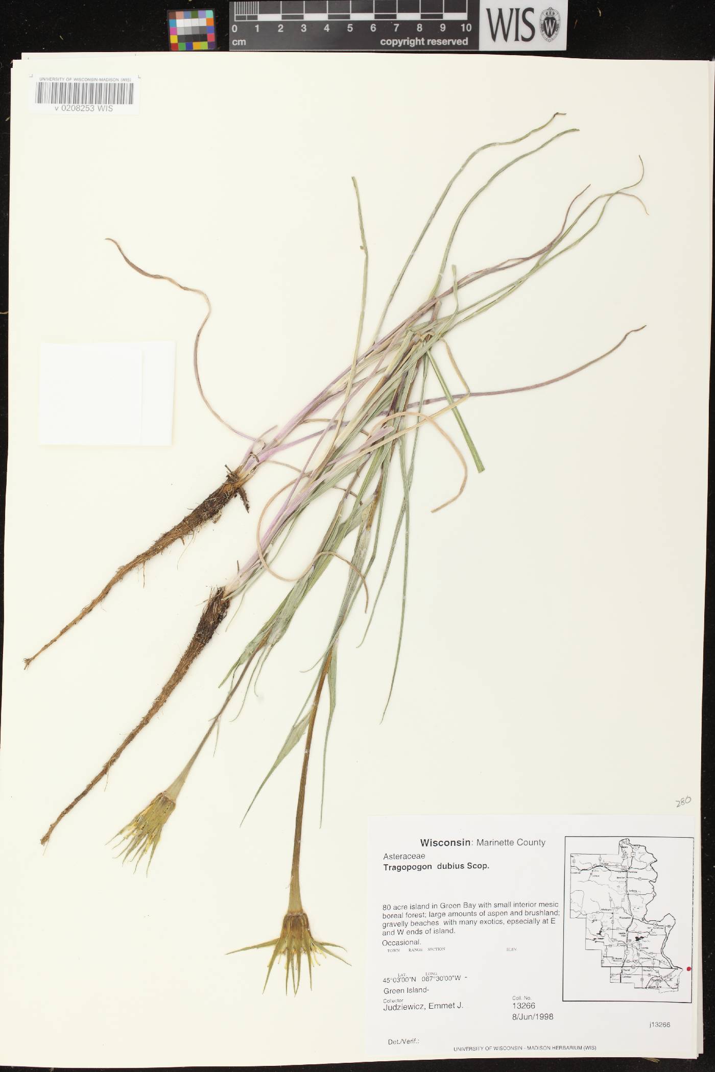 Tragopogon dubius image