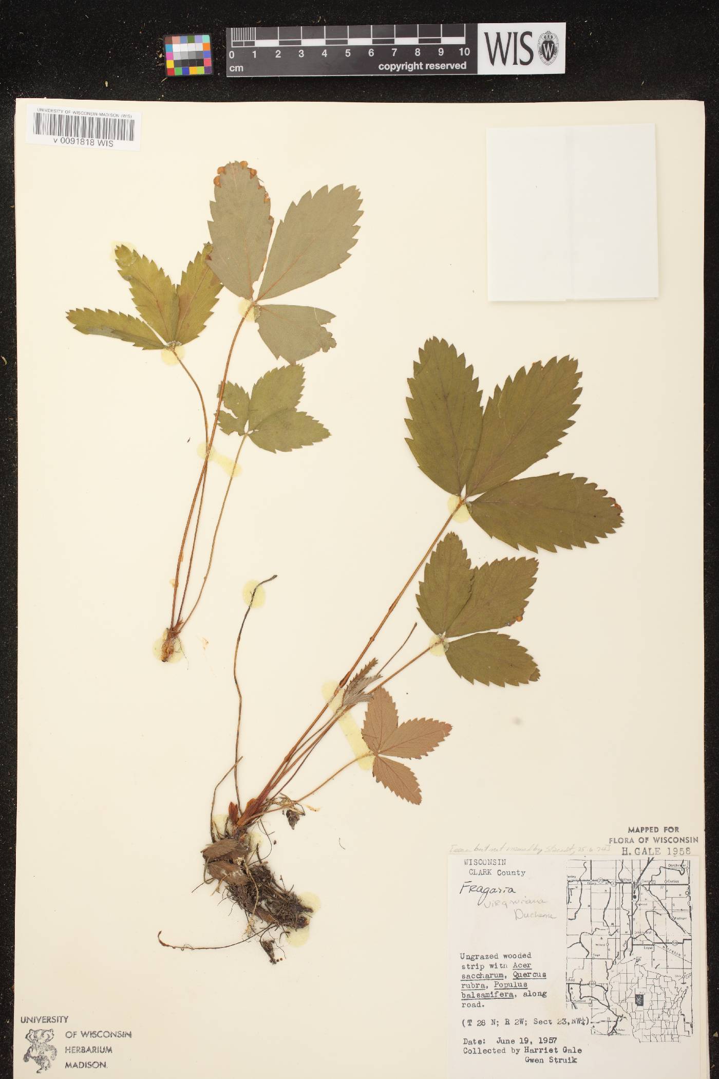 Fragaria virginiana image