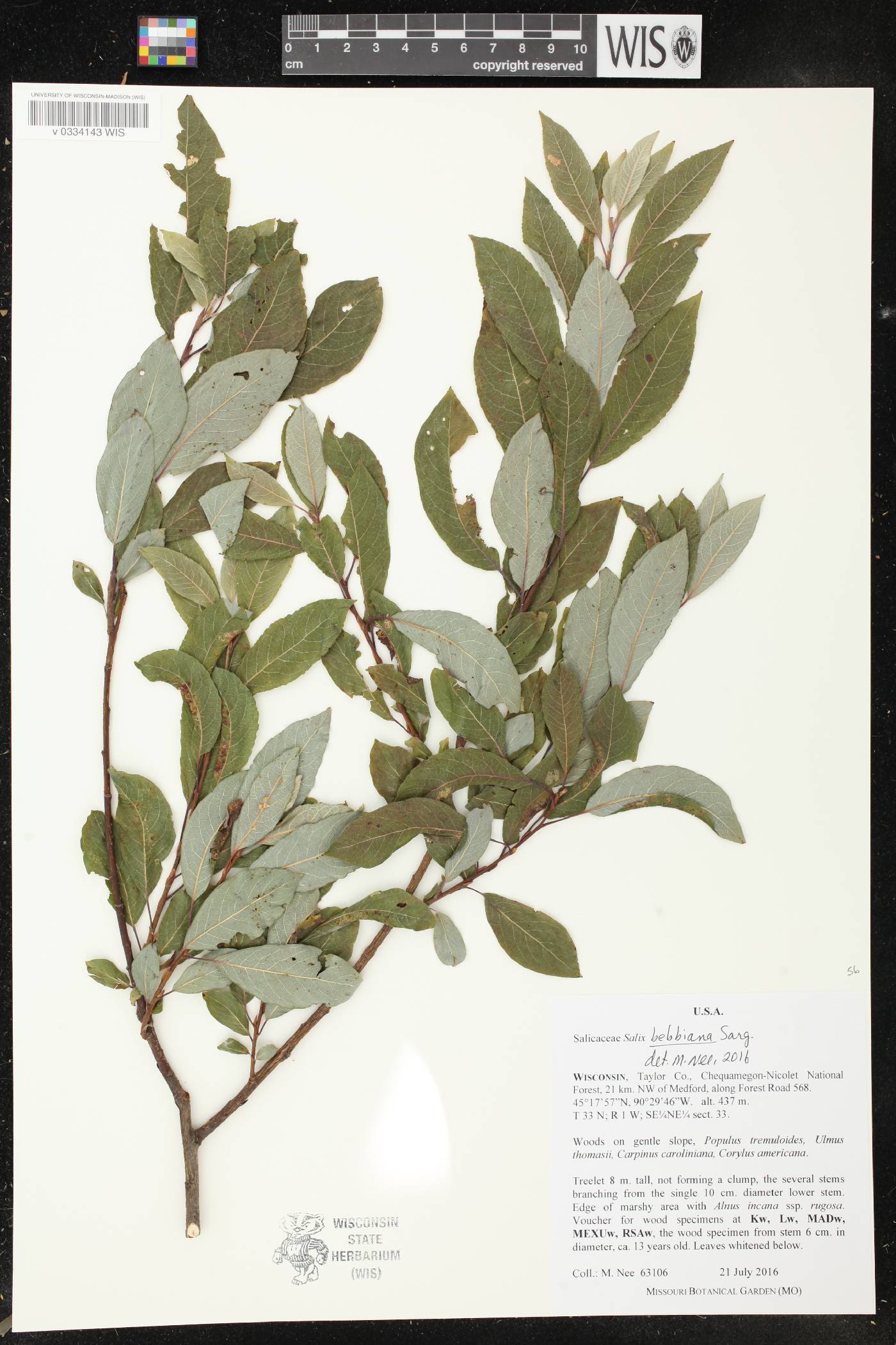 Salix bebbiana image