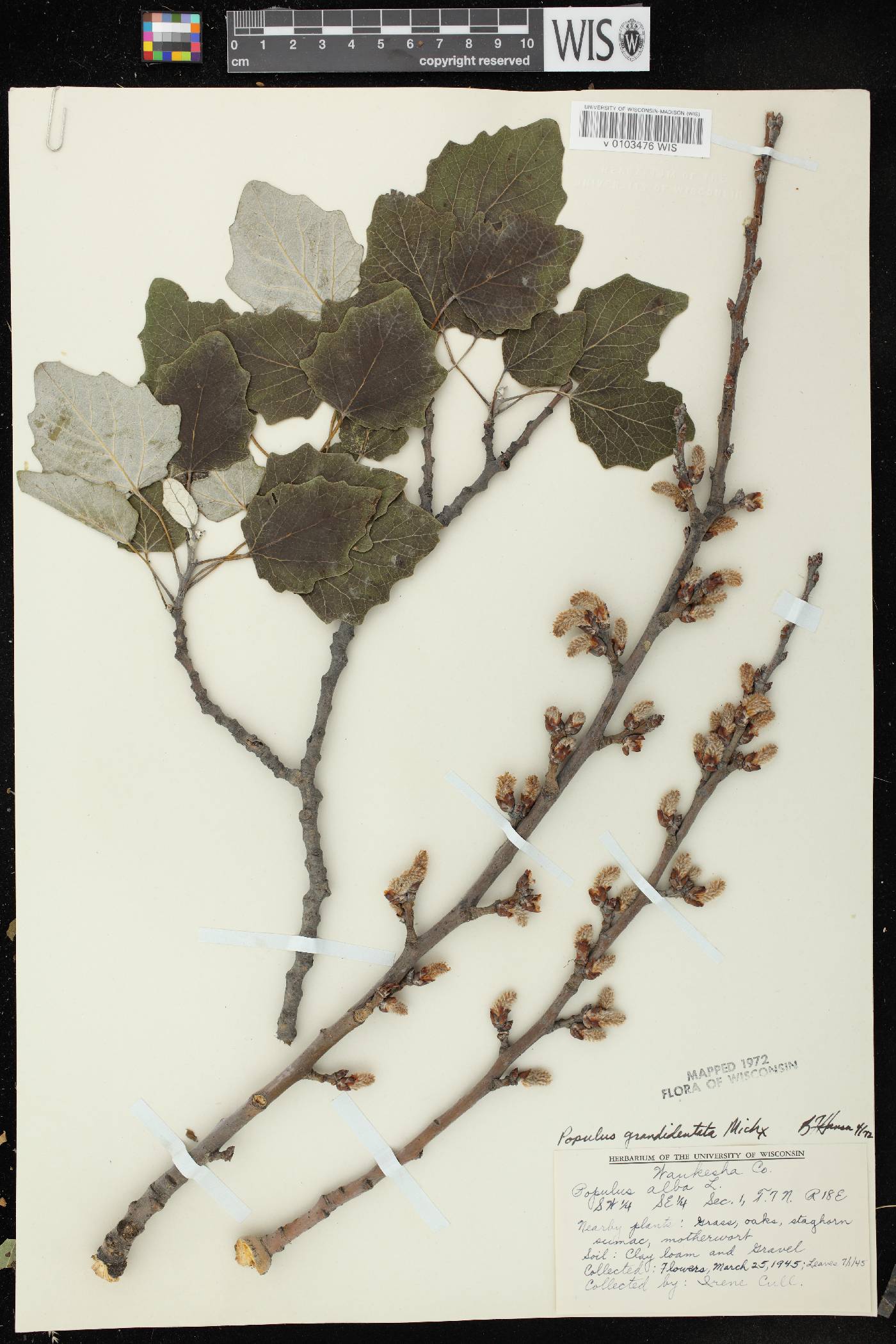 Populus grandidentata image