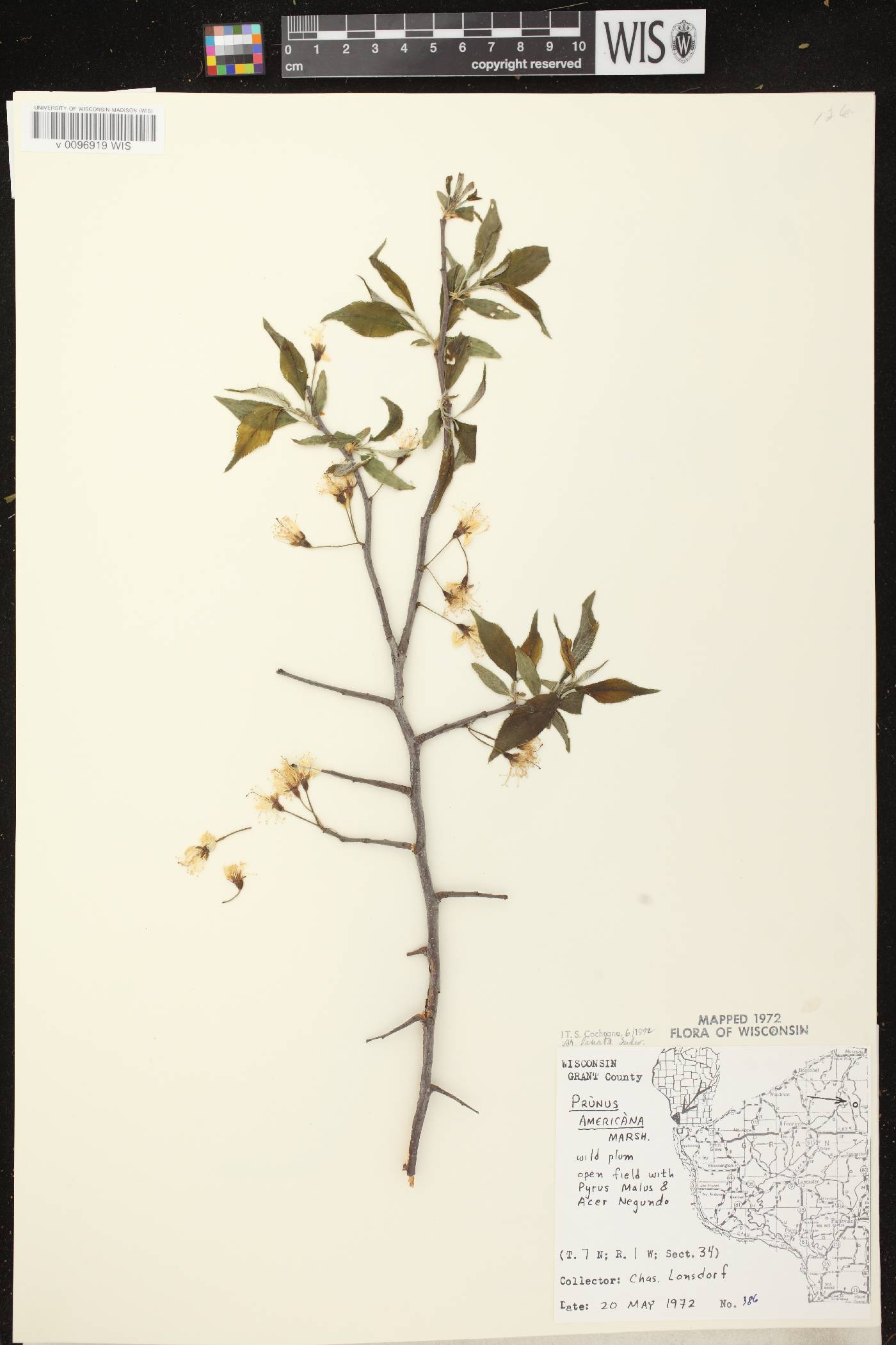 Prunus americana image