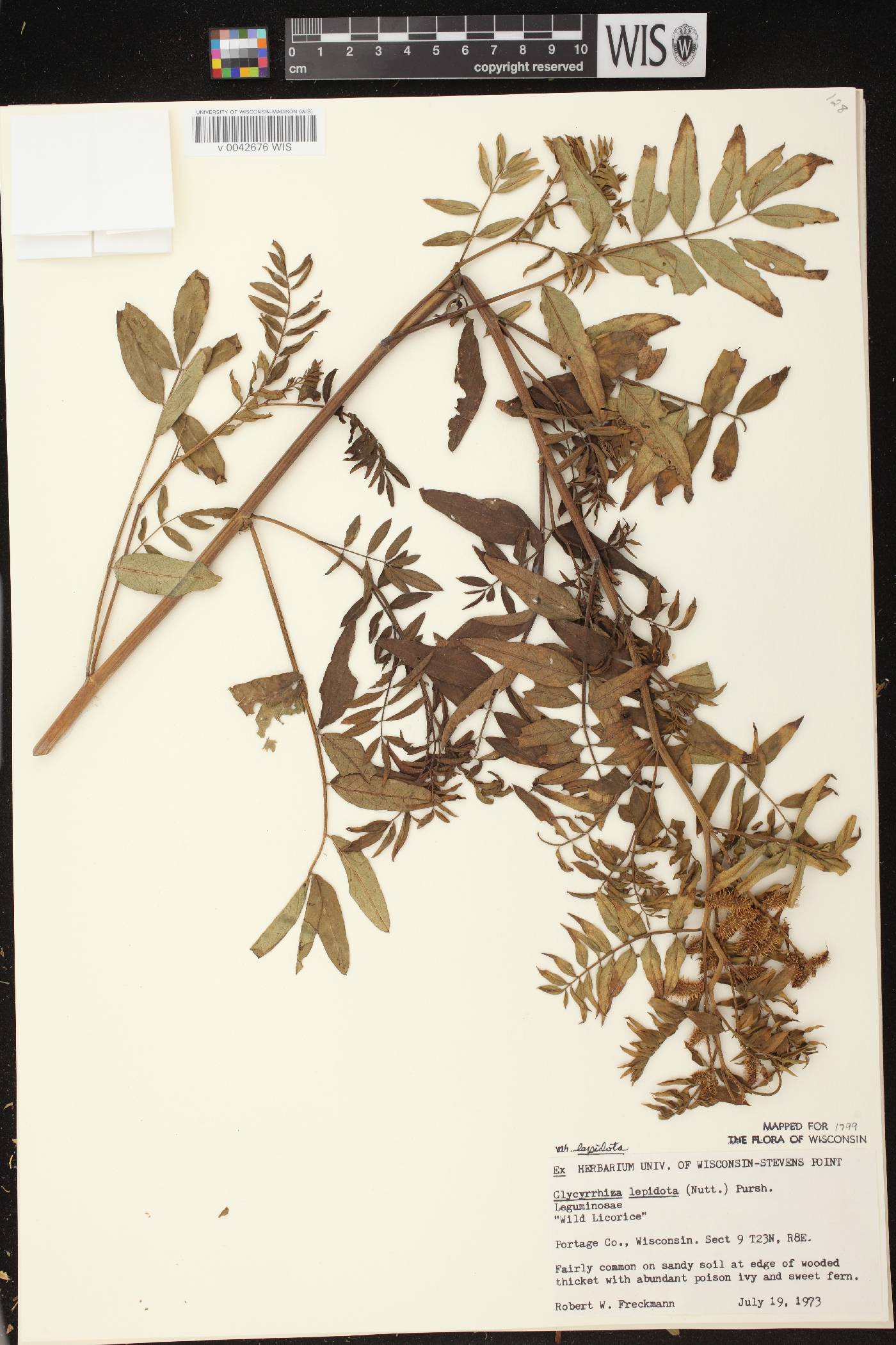 Glycyrrhiza lepidota image