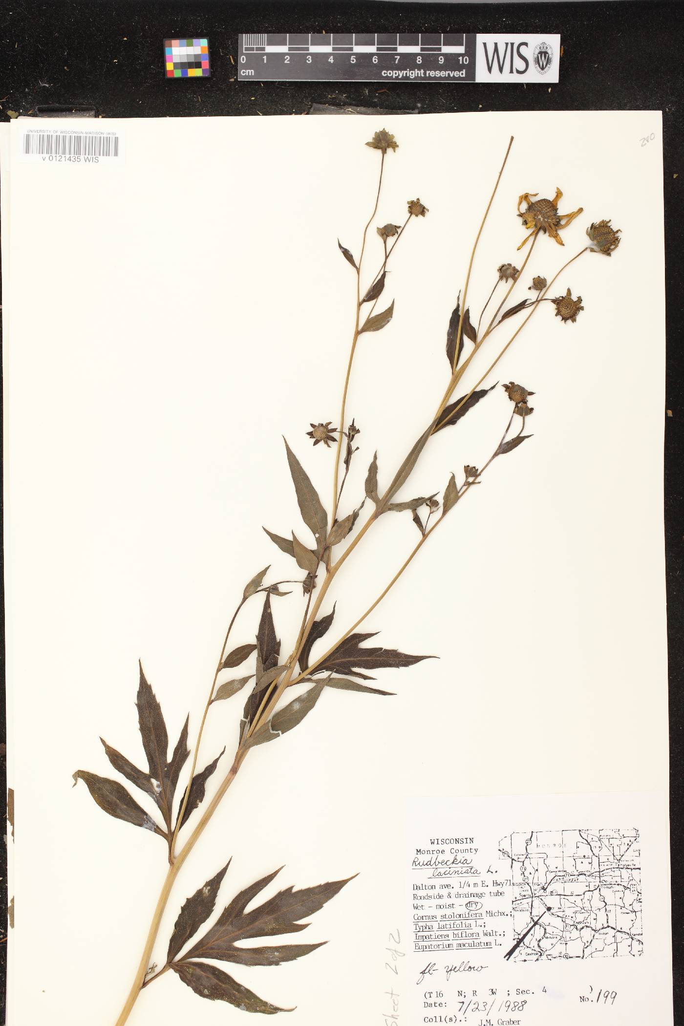 Rudbeckia laciniata image