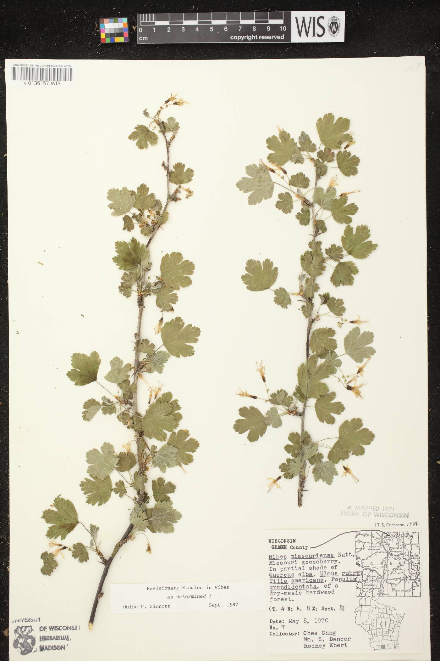 Ribes missouriense image
