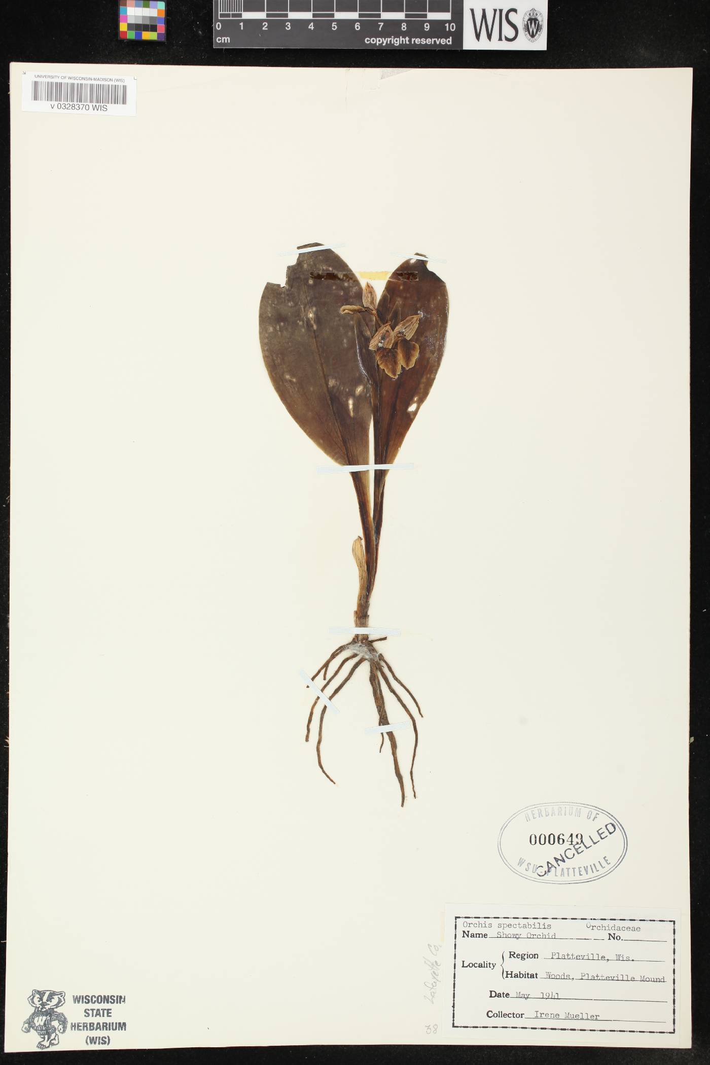 Galearis spectabilis image