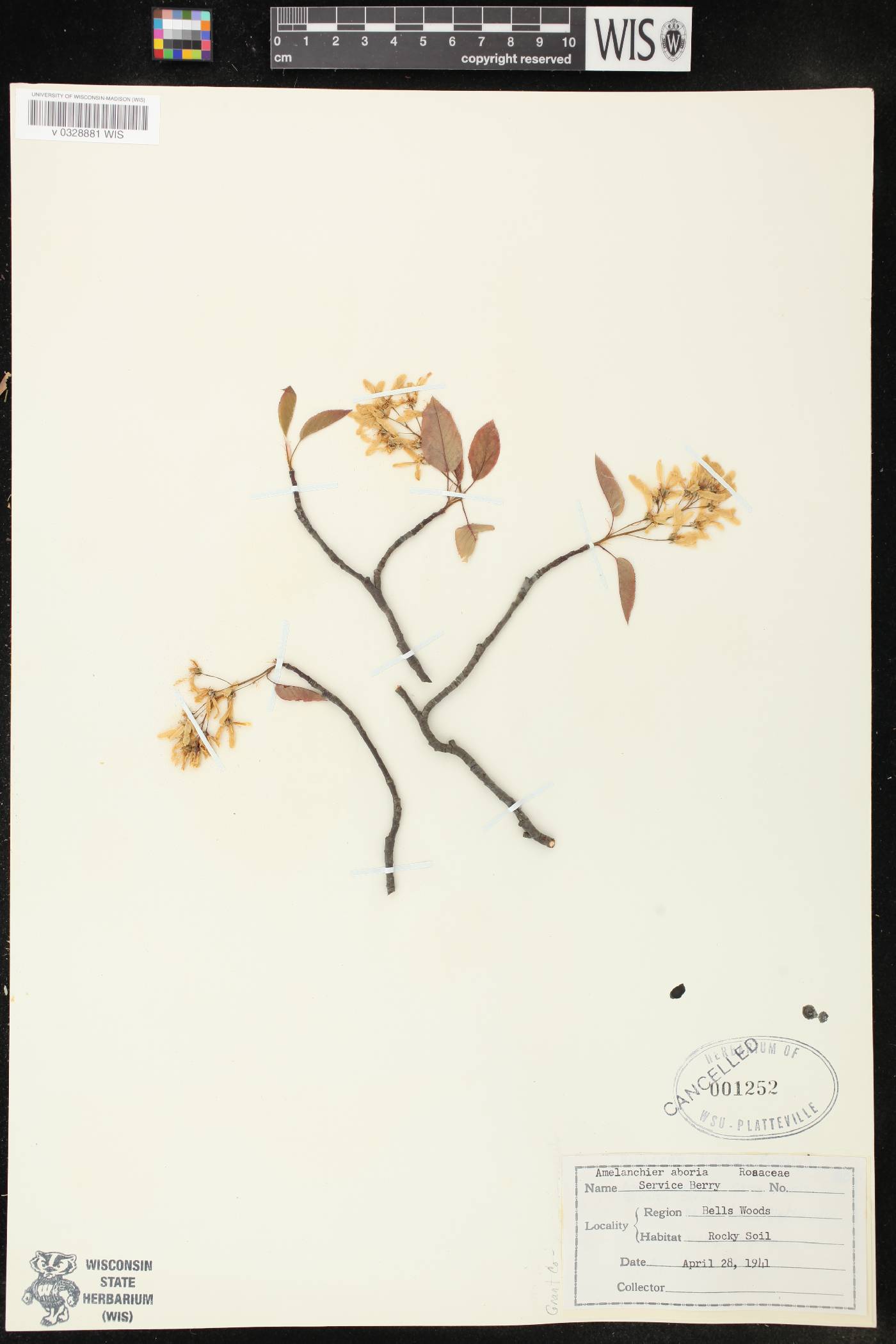 Amelanchier arborea image