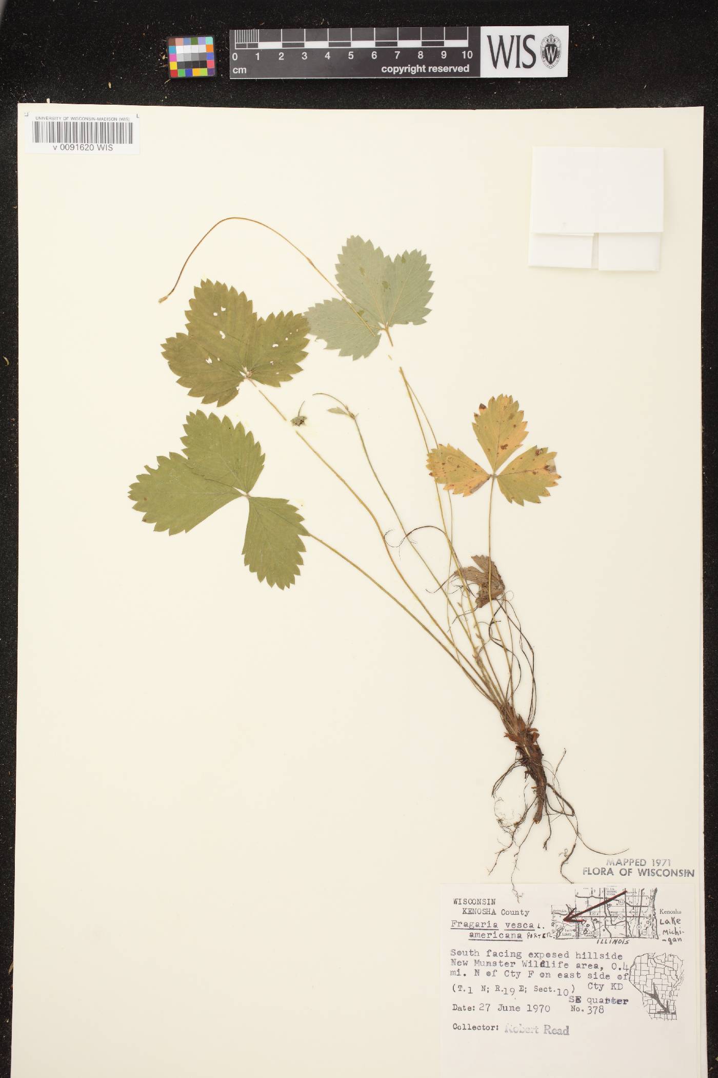 Fragaria vesca subsp. americana image