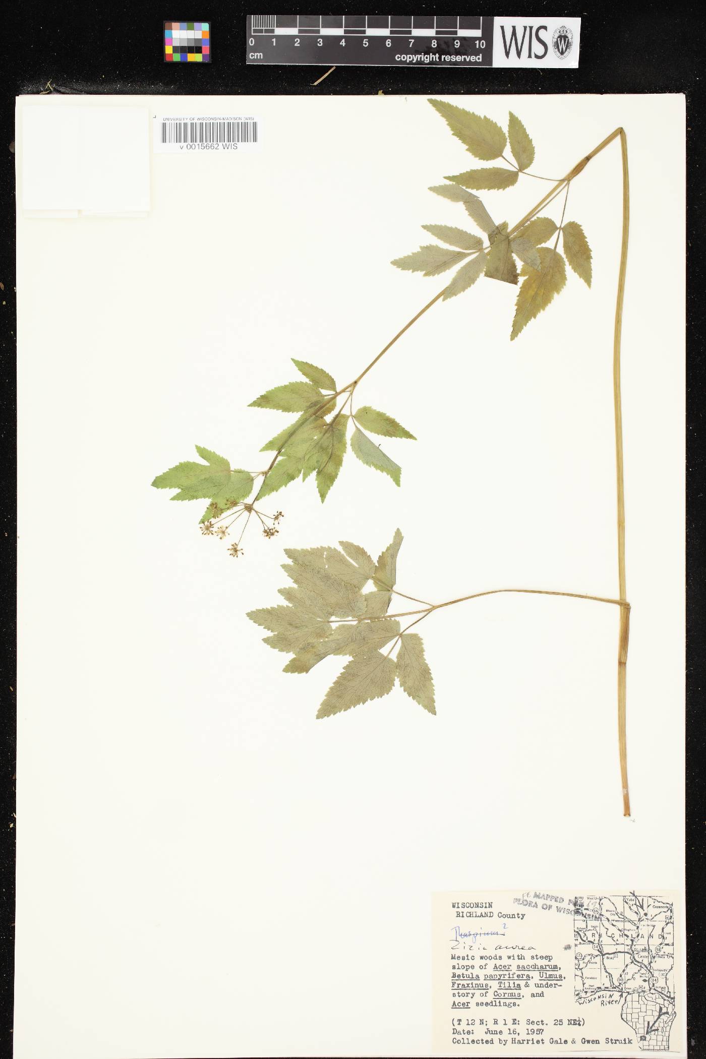 Zizia aurea image