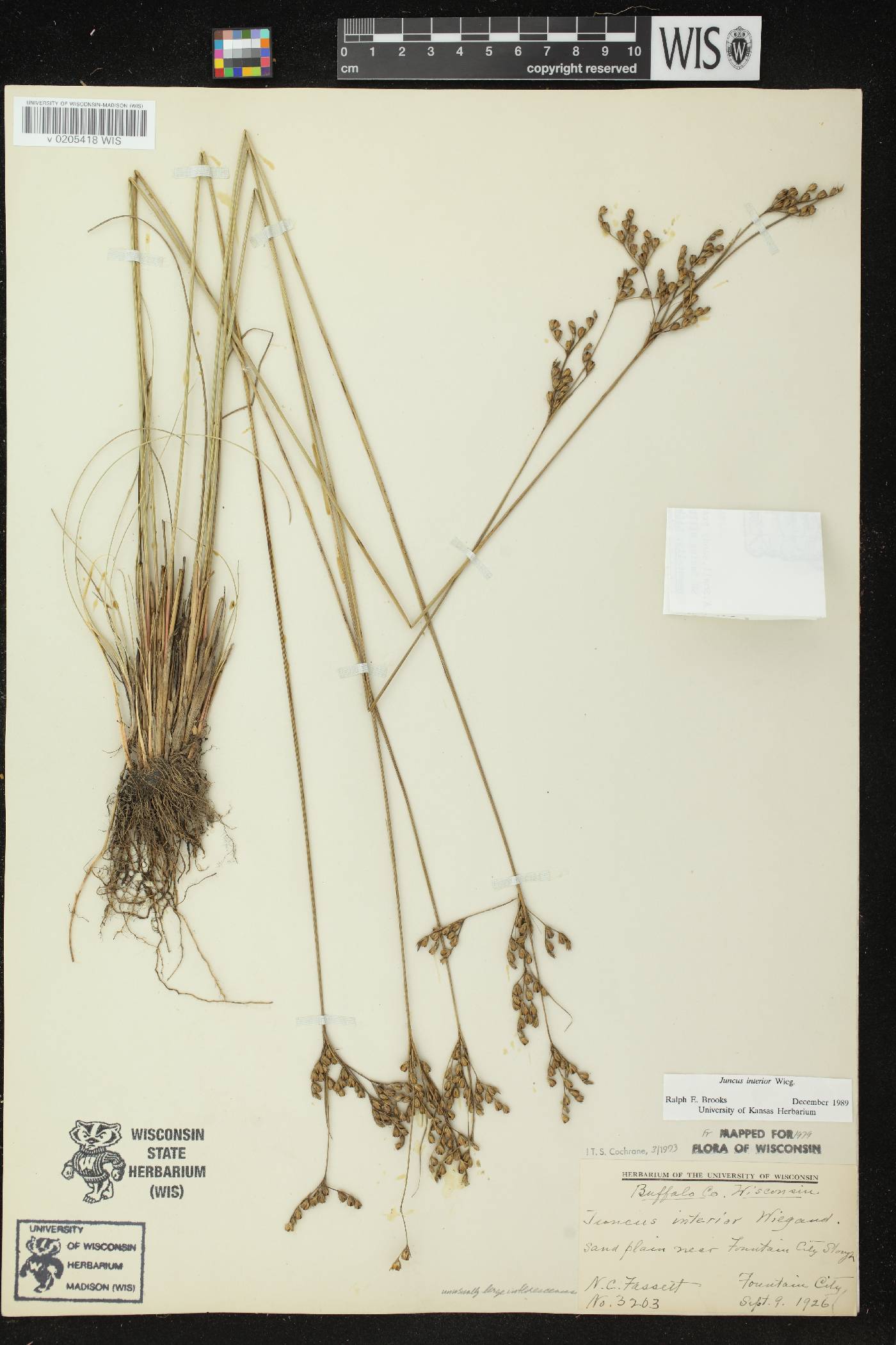 Juncus interior image