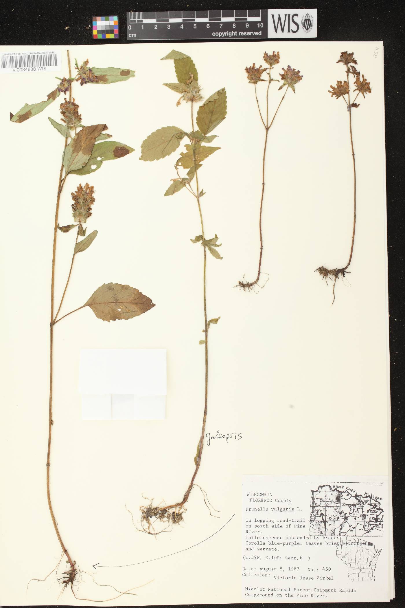 Prunella vulgaris subsp. lanceolata image