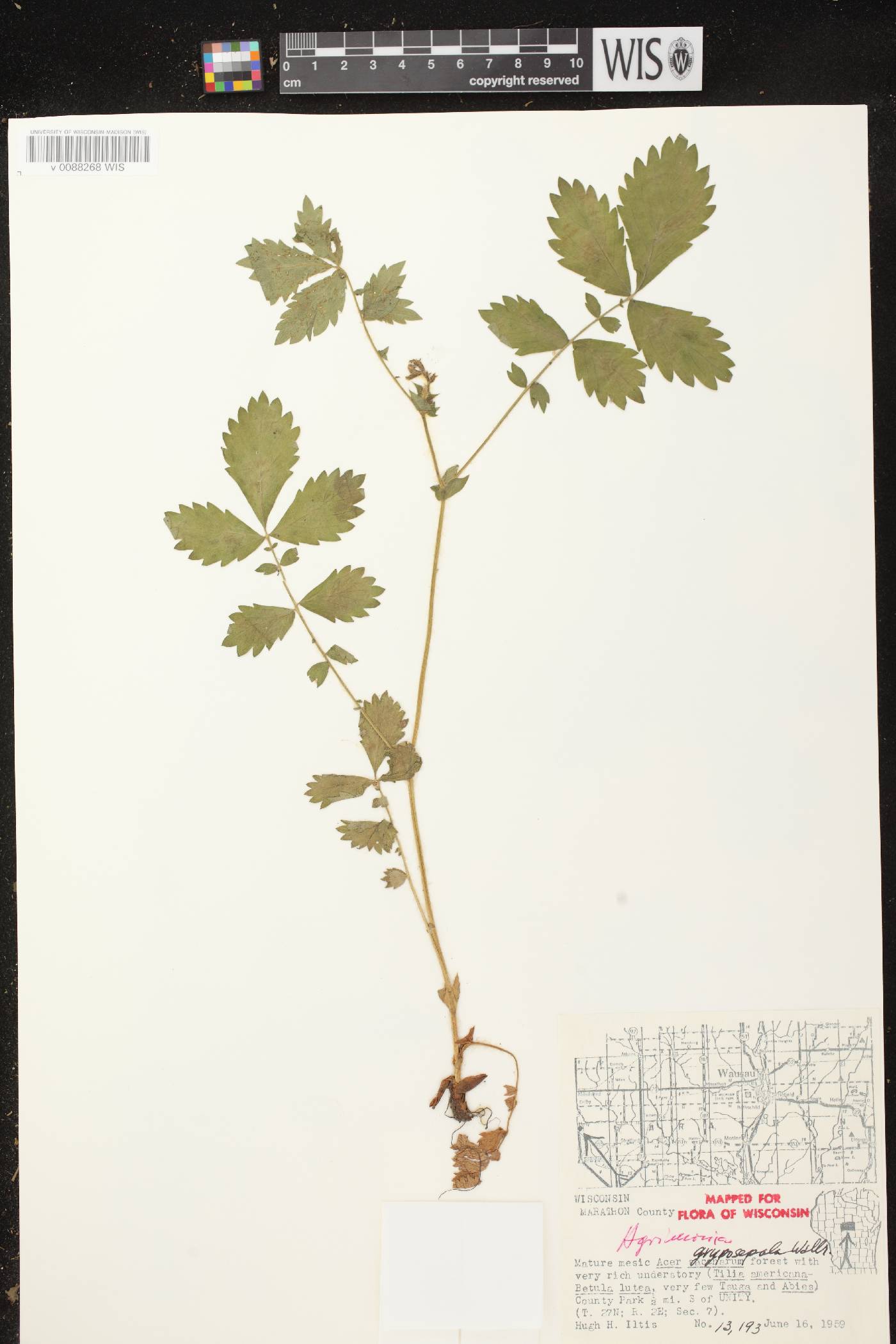Agrimonia gryposepala image