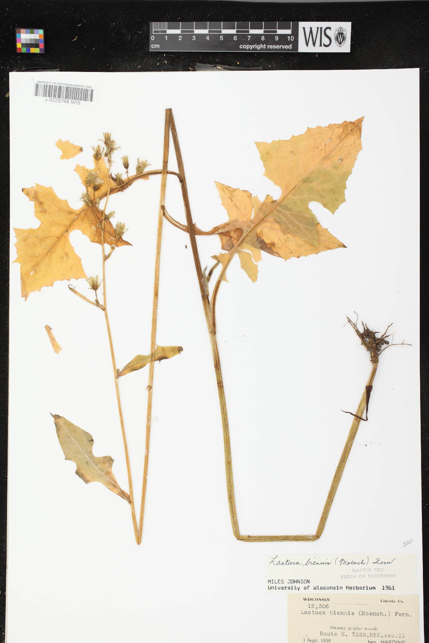 Lactuca biennis image