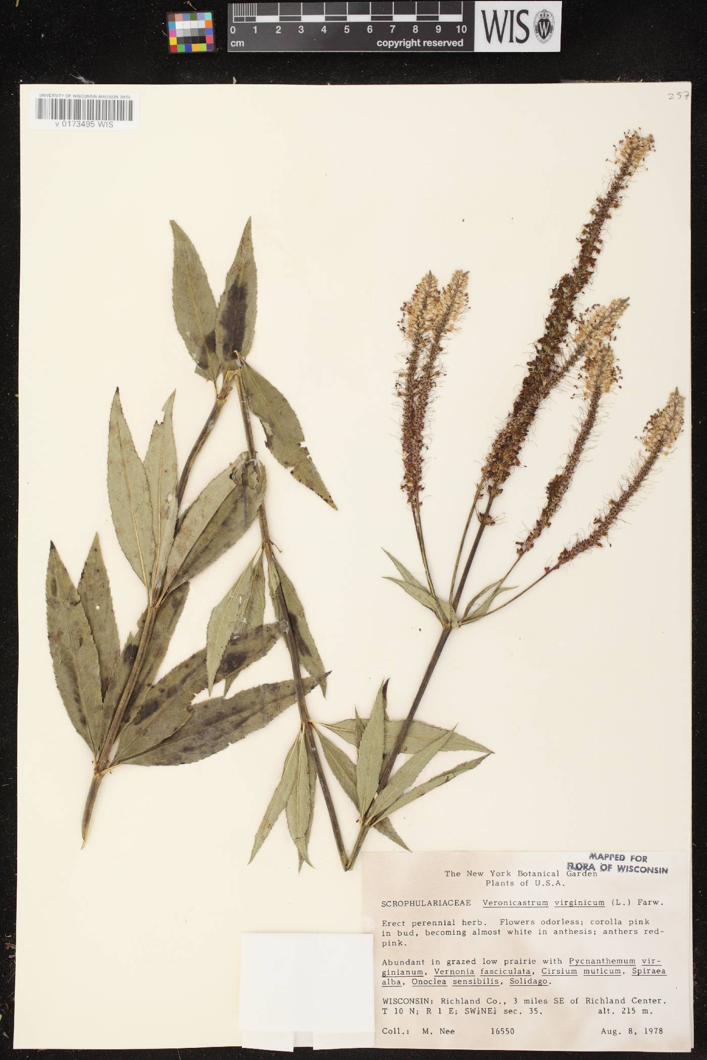Veronicastrum virginicum image