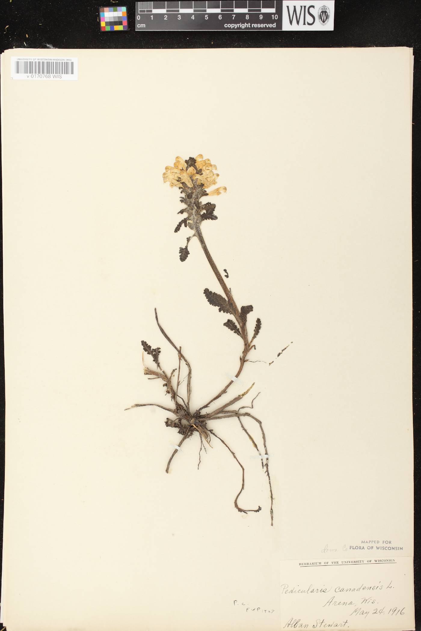 Pedicularis canadensis subsp. canadensis image