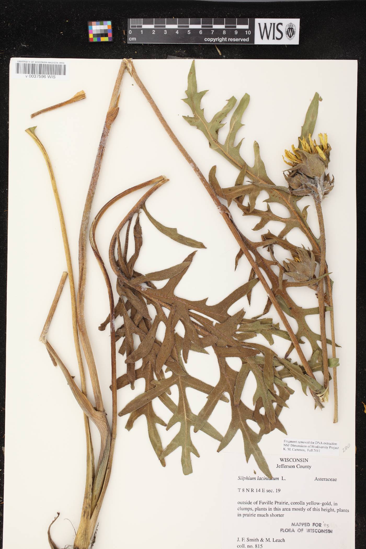 Silphium laciniatum image