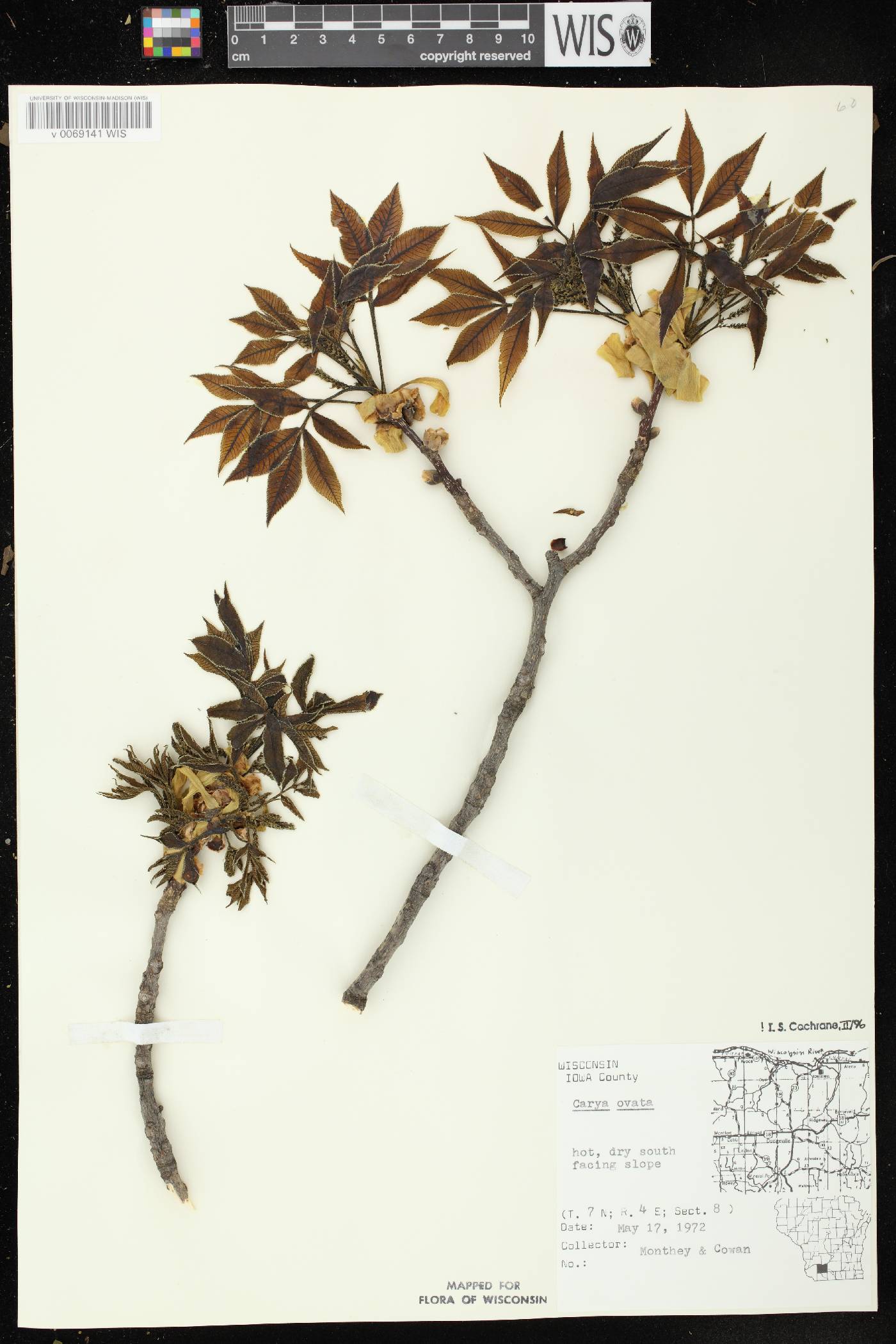 Carya ovata image