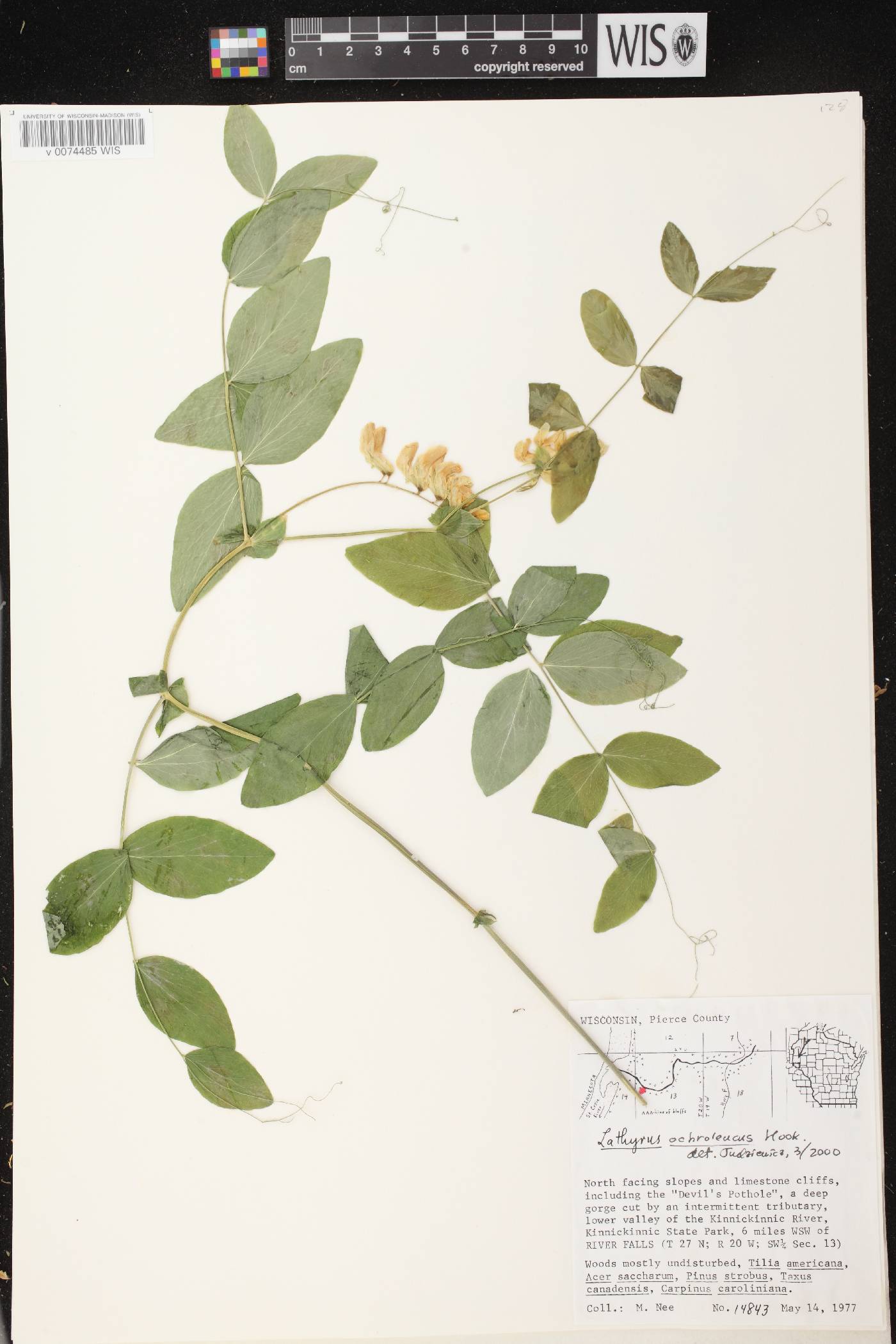Lathyrus ochroleucus image