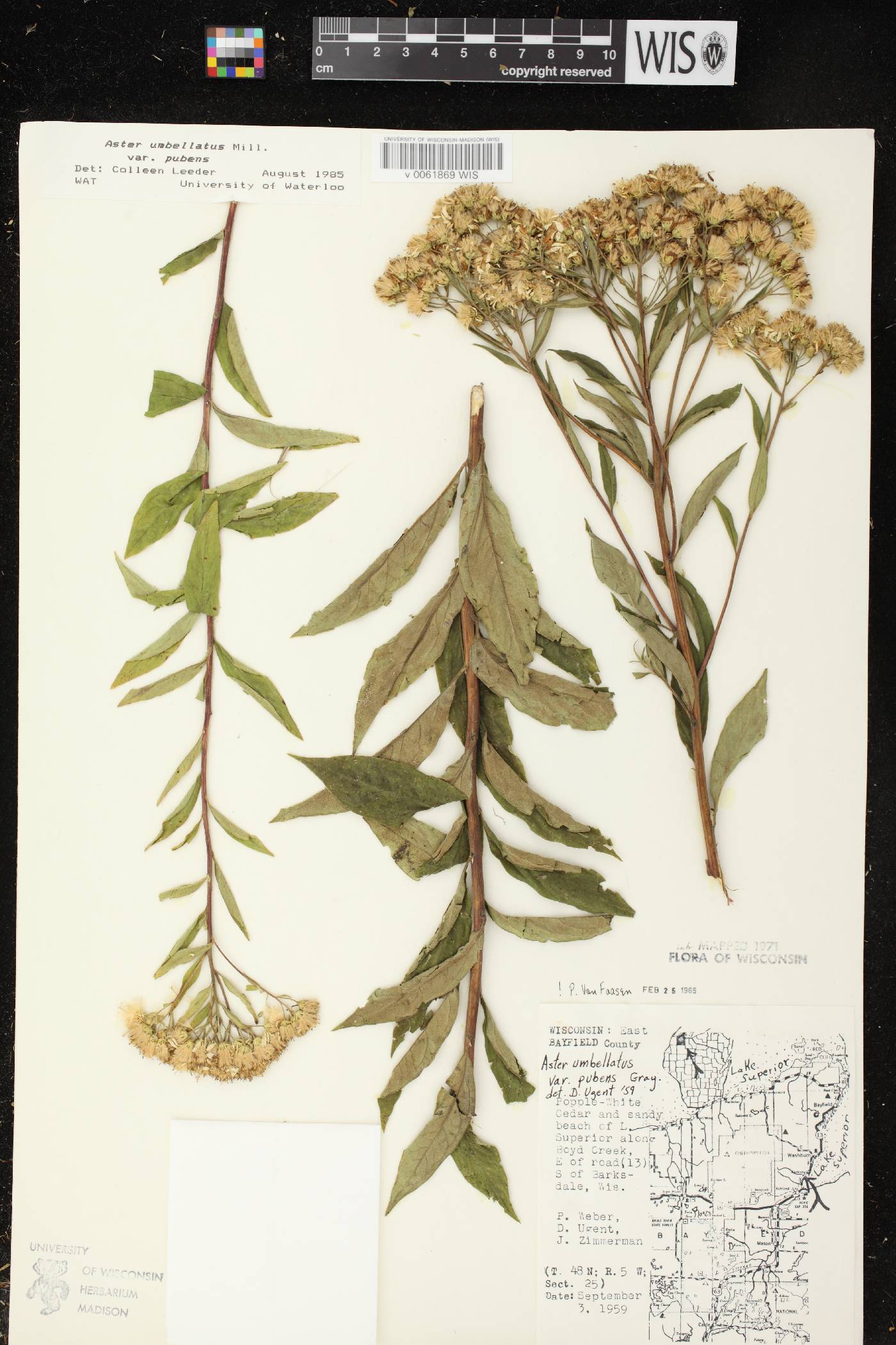 Doellingeria umbellata var. pubens image