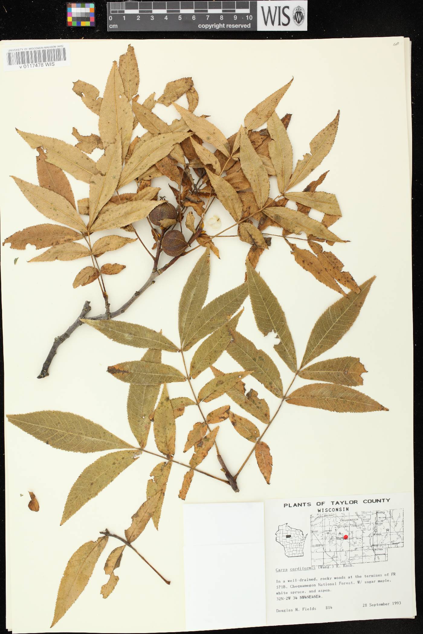 Carya cordiformis image